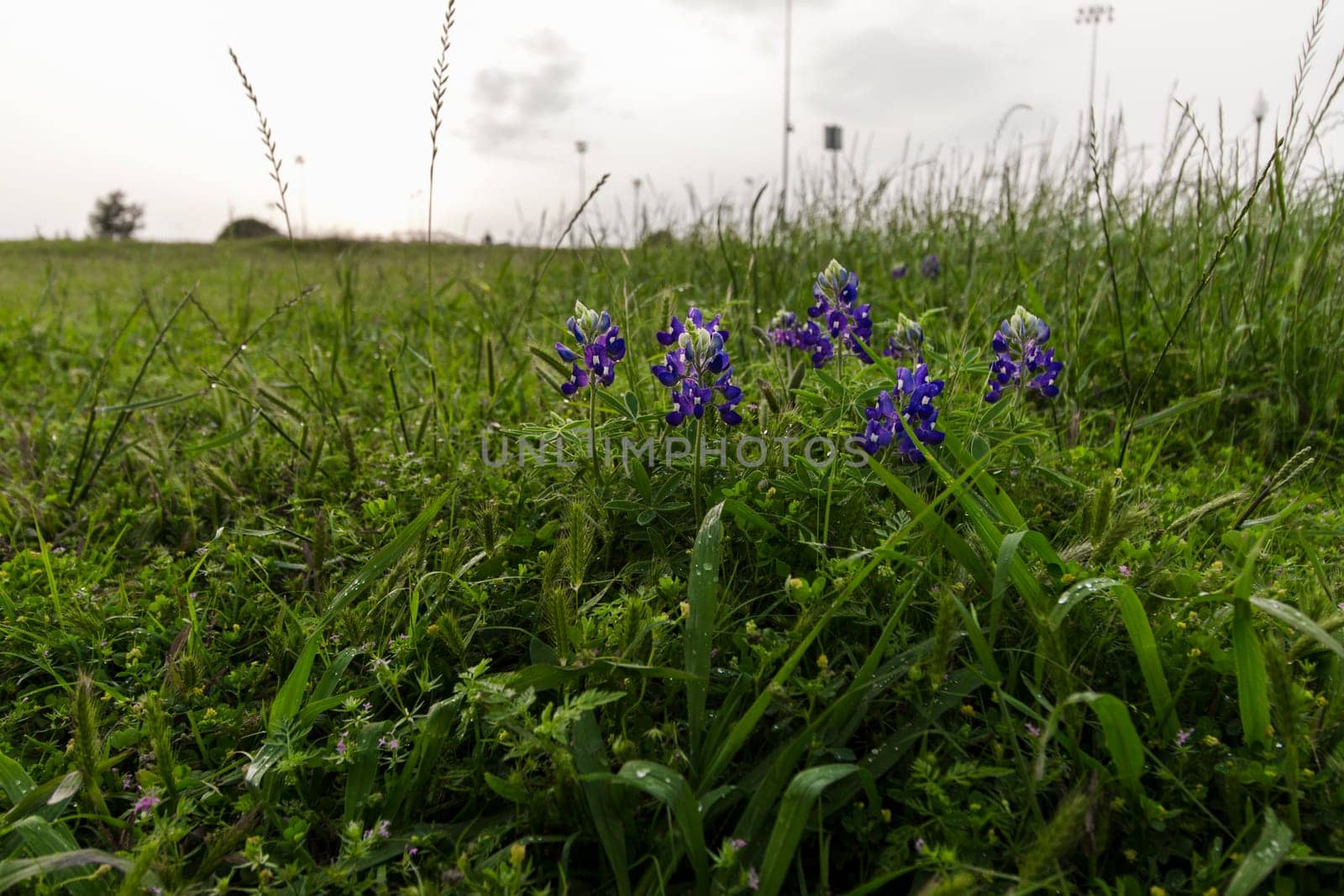 Views at Bluebonnet Park, Ennis, Texas