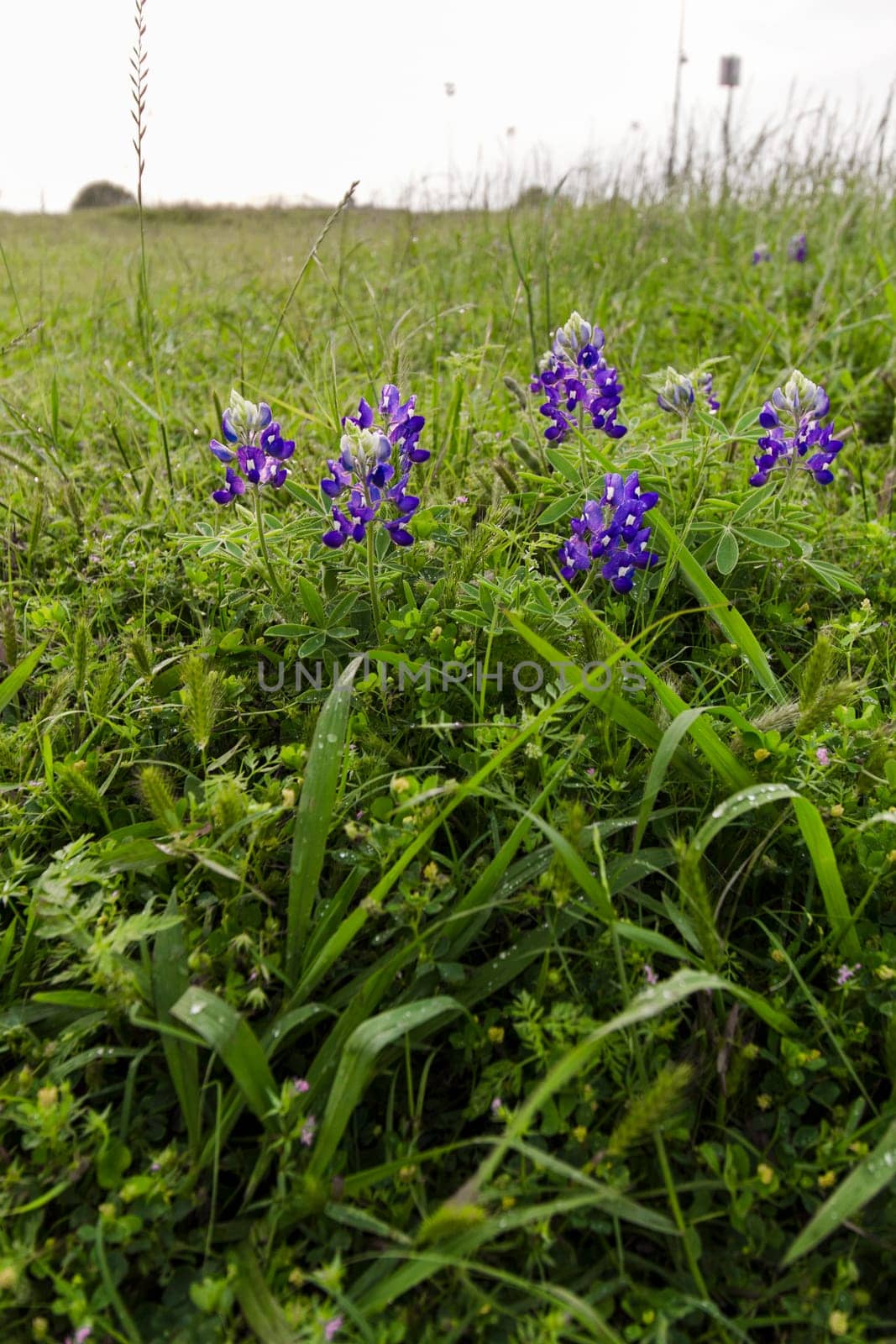 Views at Bluebonnet Park, Ennis, Texas