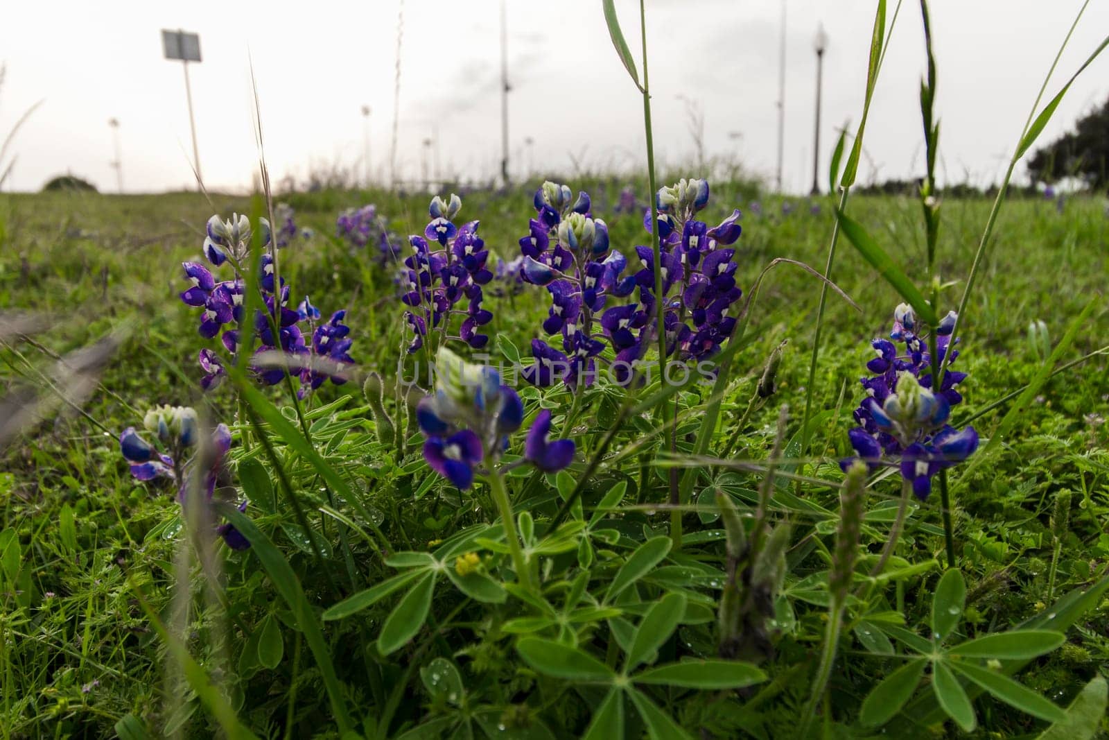 Views at Bluebonnet Park, Ennis, Texas