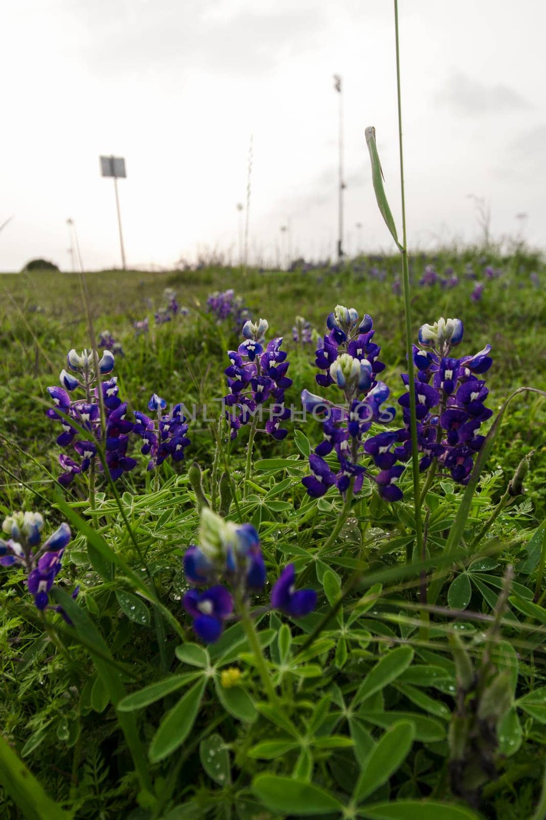 Views at Bluebonnet Park, Ennis, Texas