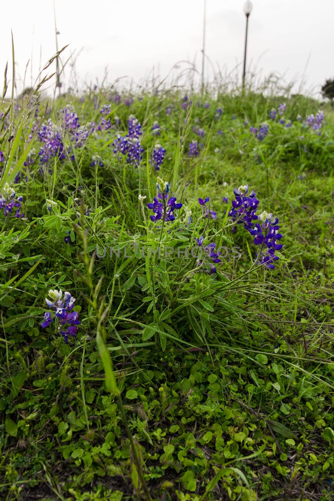 Views at Bluebonnet Park, Ennis, Texas