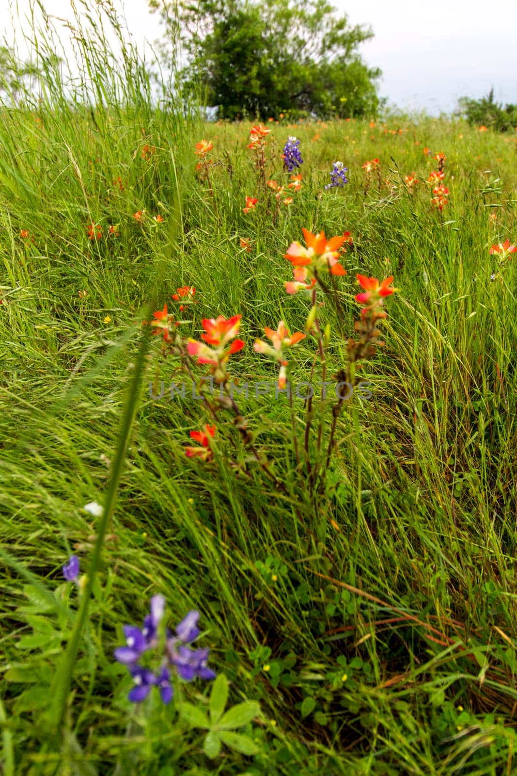 Views at Bluebonnet Park, Ennis, Texas