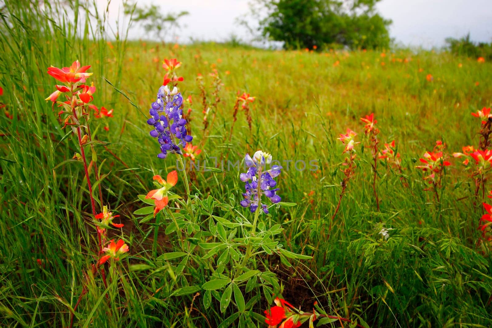 Views at Bluebonnet Park, Ennis, Texas