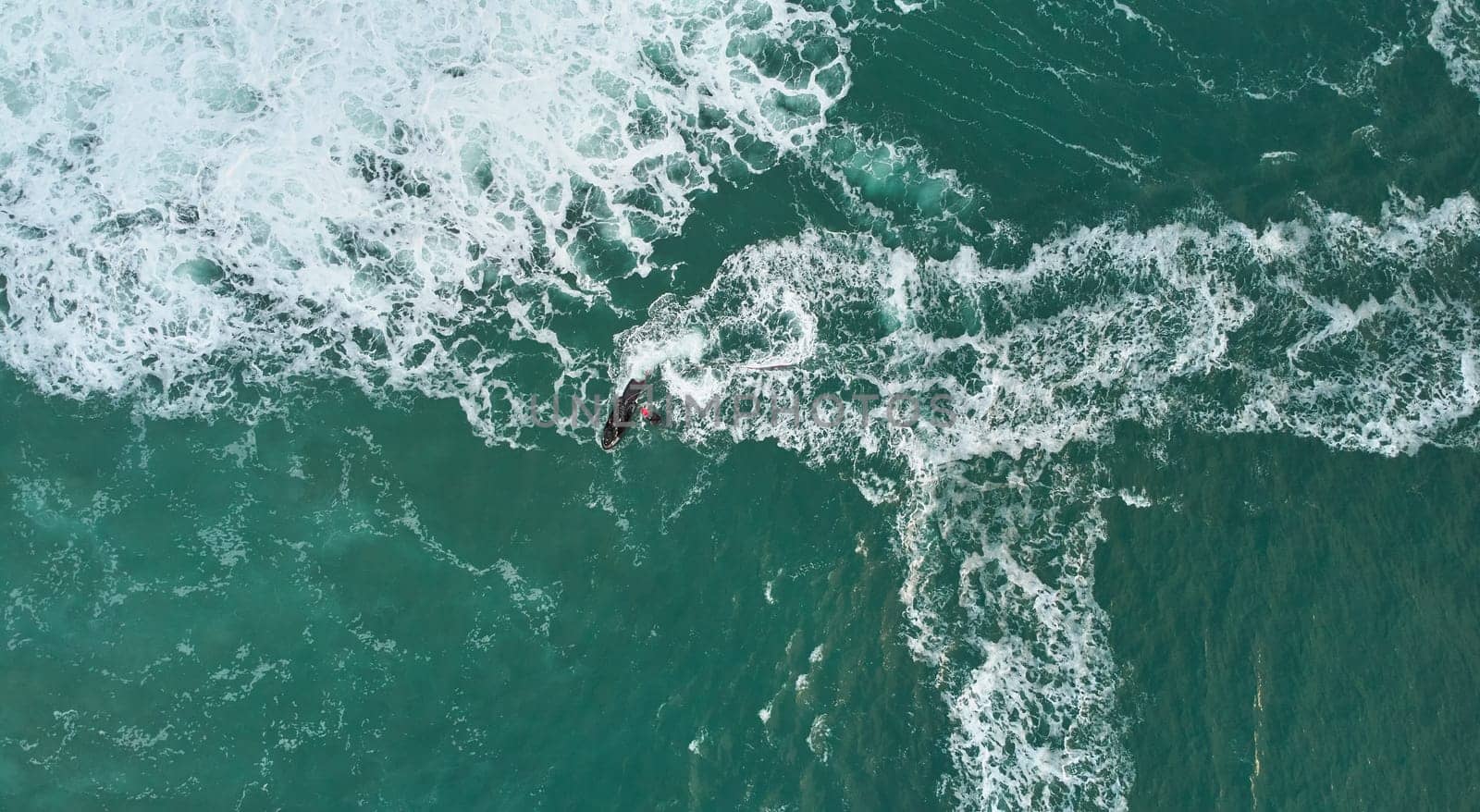 Aerial shot of surfer enjoying wind waves in the ocean by driver-s