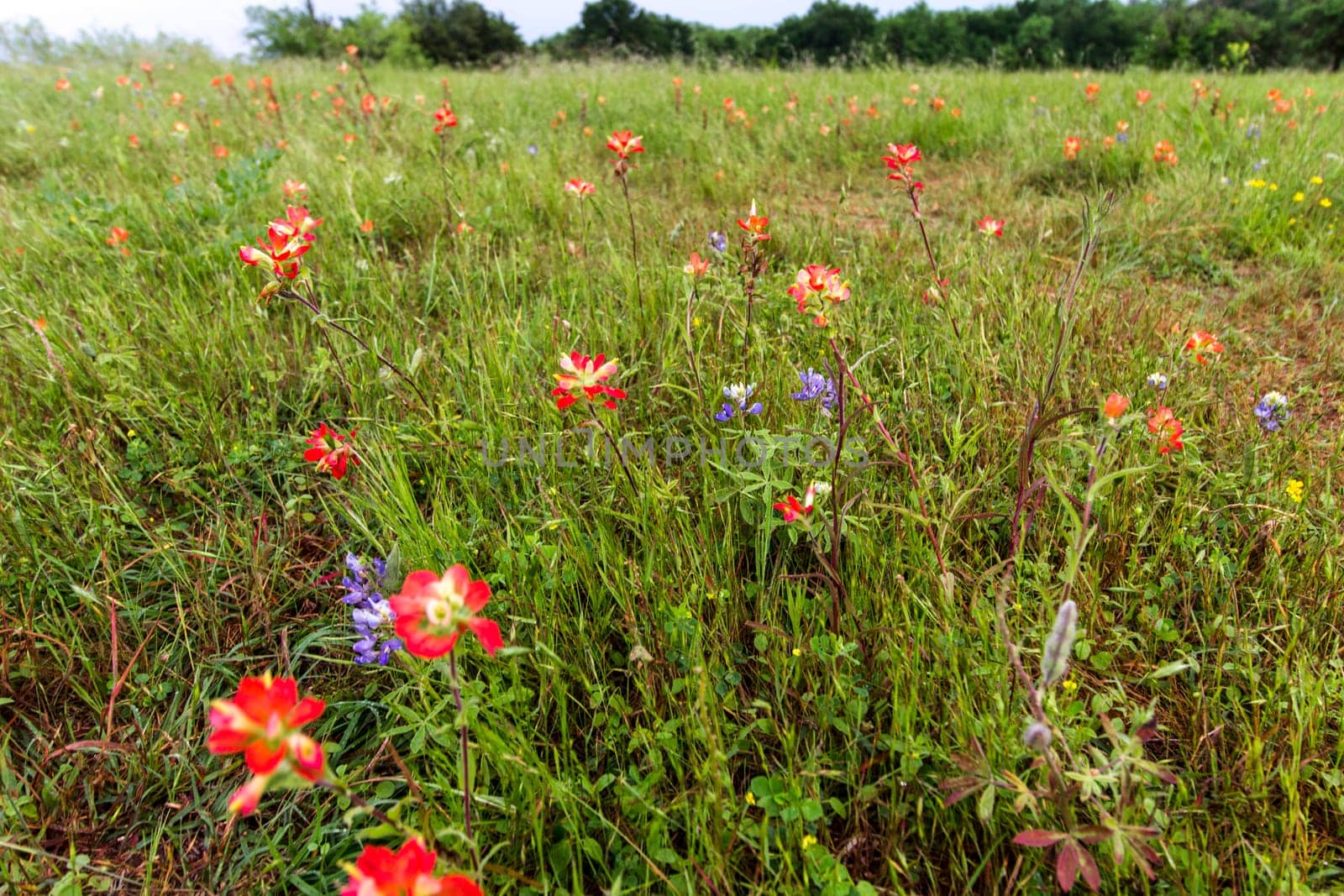 Views at Bluebonnet Park, Ennis, Texas