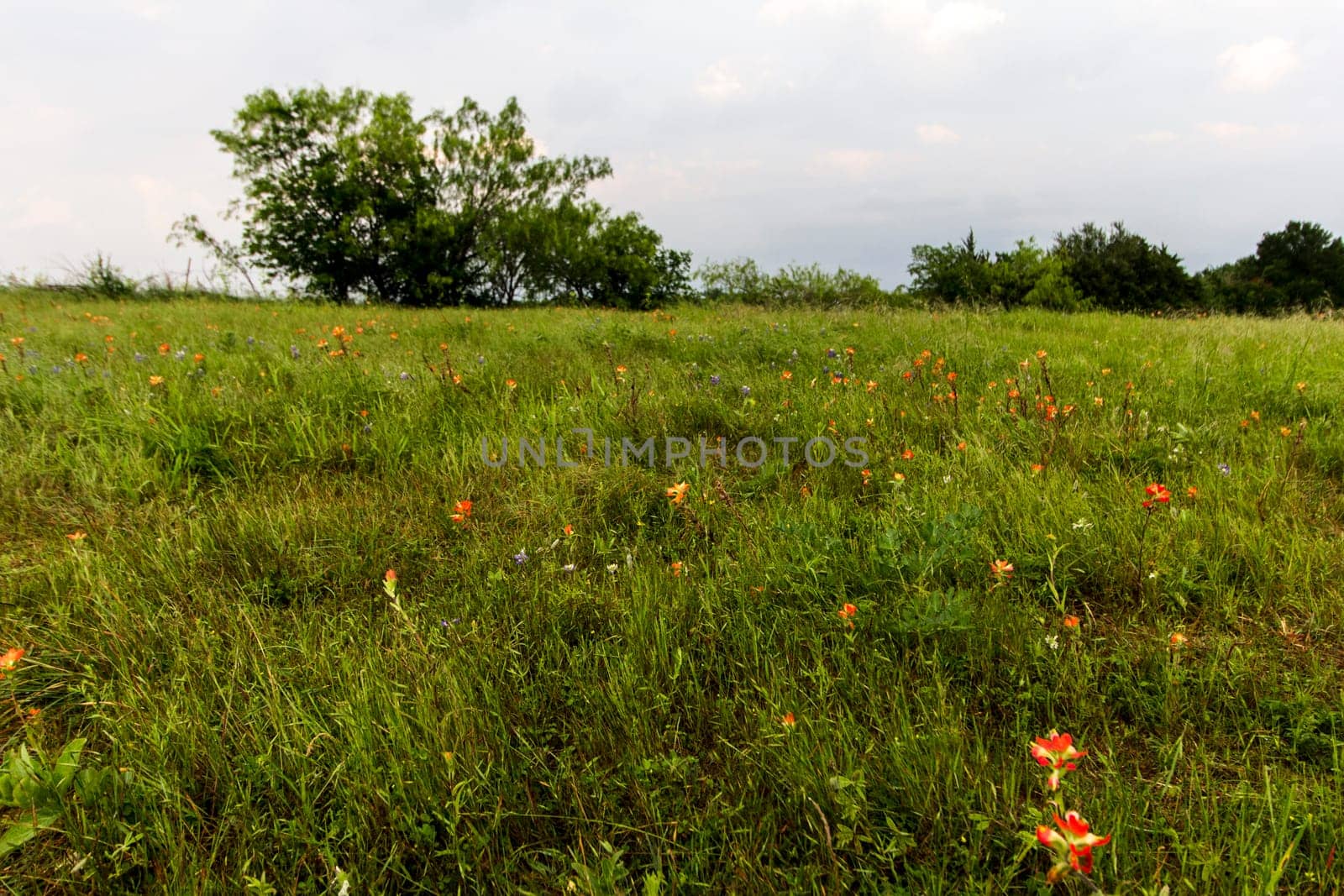 Views at Bluebonnet Park, Ennis, Texas