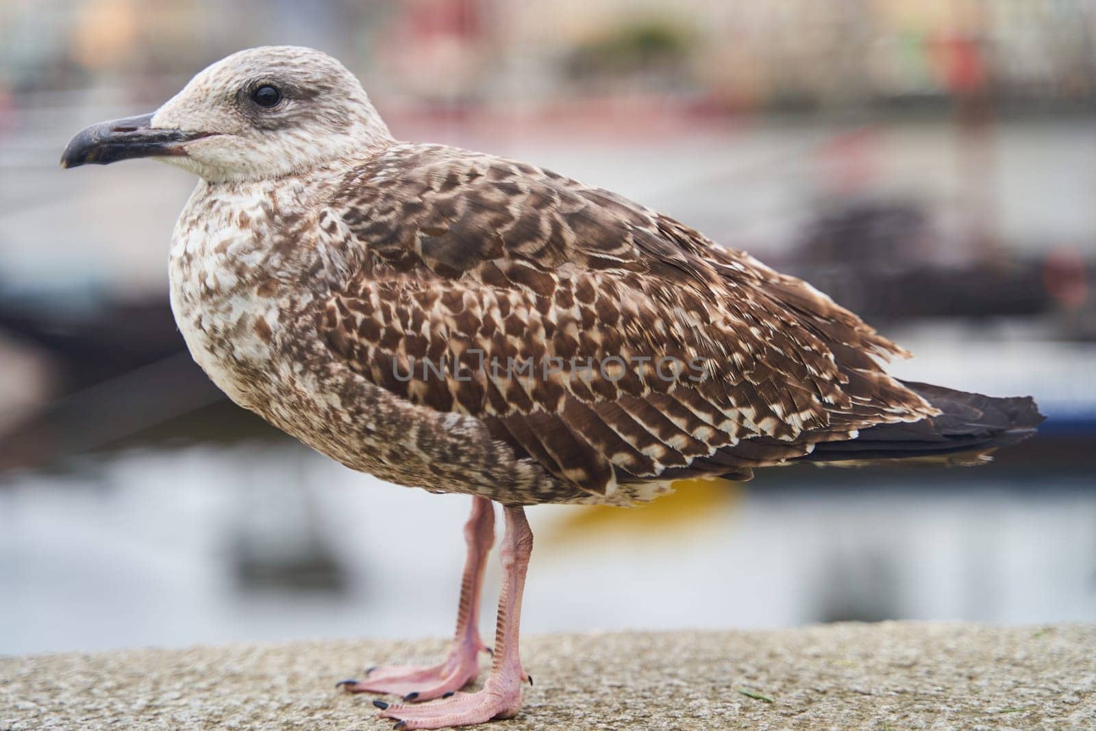A European herring gull, a seabird of the Charadriiformes order, stands on a concrete wall with a boat in the background, showcasing its adaptation for balancing near water using its beak