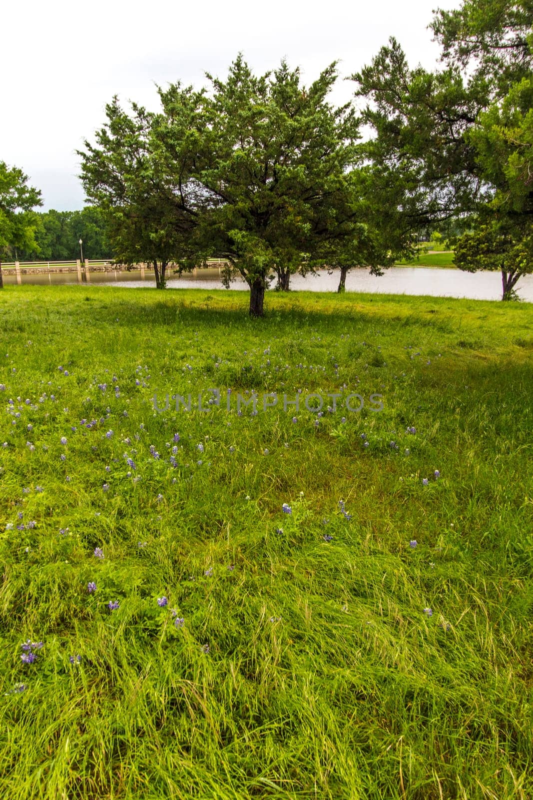 Views at Bluebonnet Park, Ennis, Texas