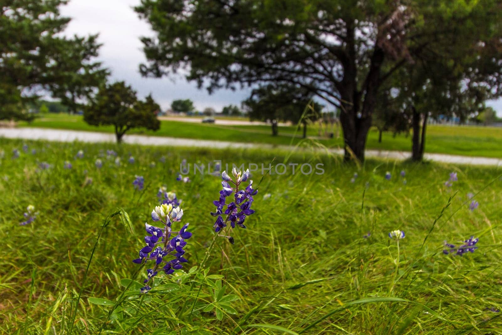 Views at Bluebonnet Park, Ennis, Texas
