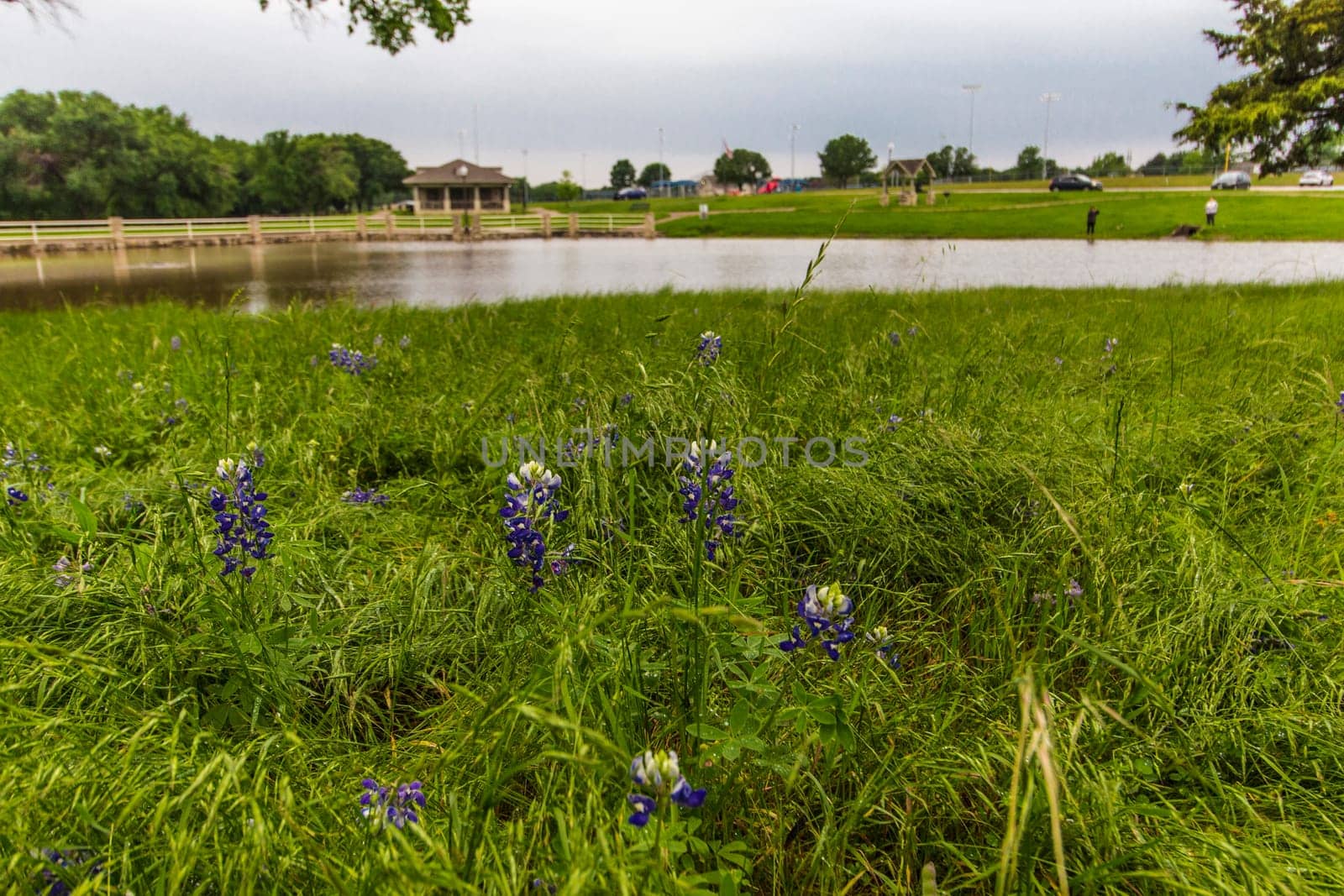 Views at Bluebonnet Park, Ennis, Texas