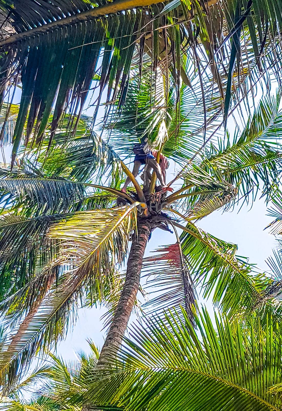 Man climbs a palm tree to harvest coconuts Sri Lanka. by Arkadij