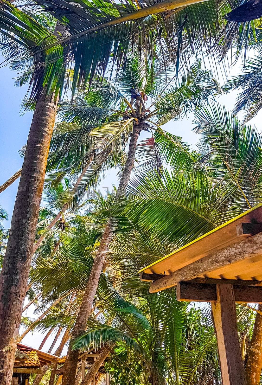 Man climbs a palm tree to harvest coconuts Sri Lanka. by Arkadij