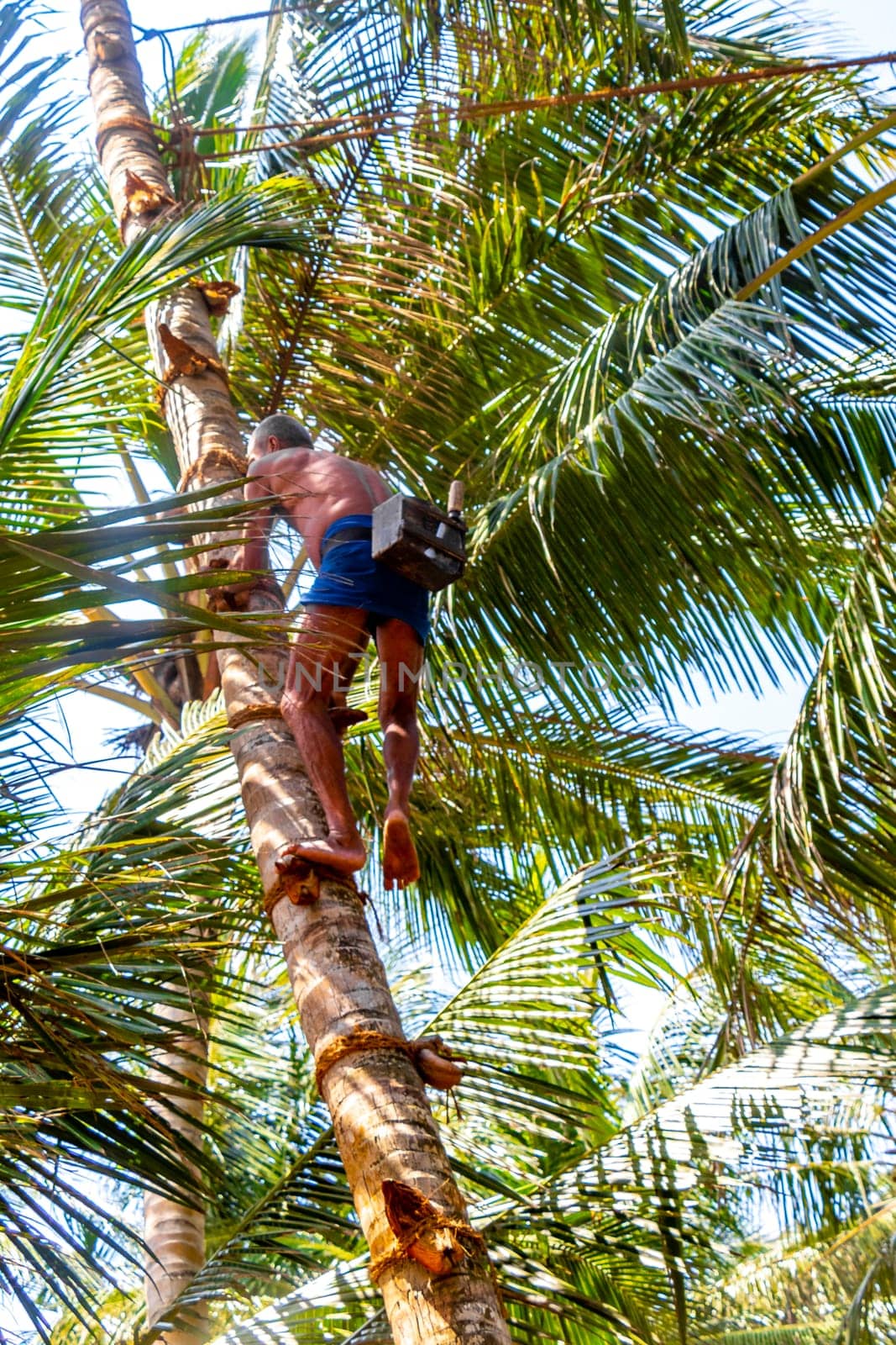 Man climbs a palm tree to harvest coconuts Sri Lanka. by Arkadij