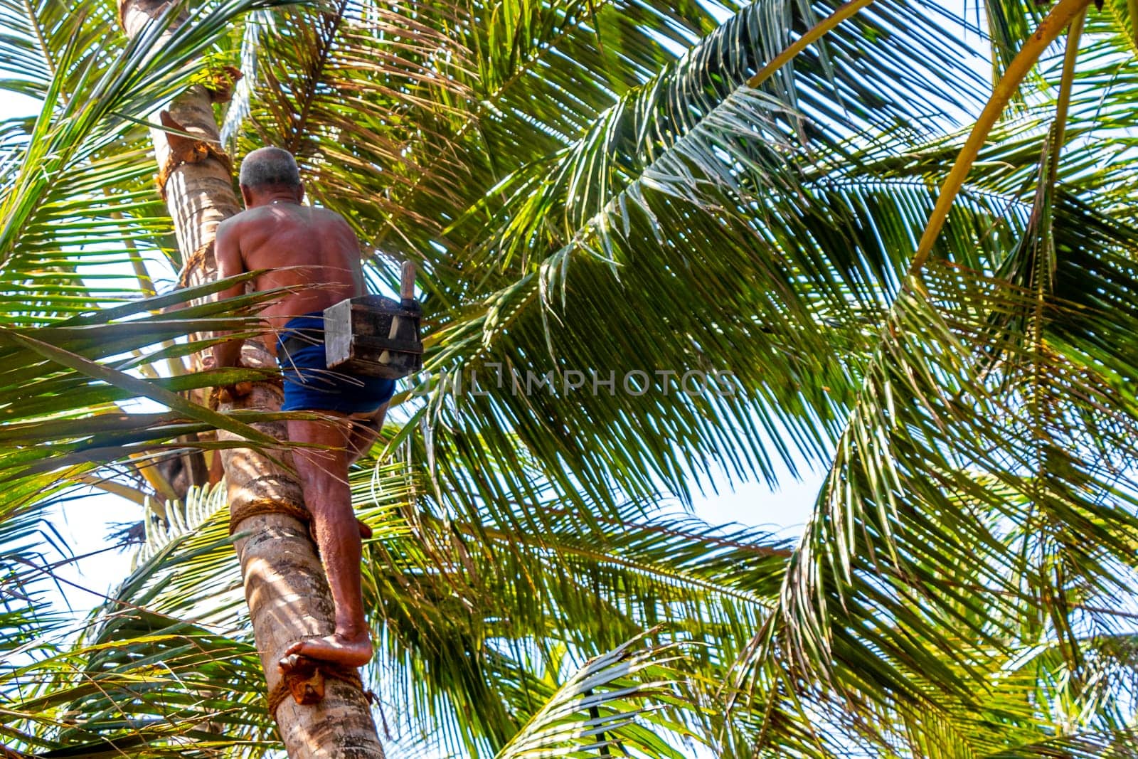 Bentota Beach Southern Province Sri Lanka 16. March 2018 Man climbs a palm tree to harvest coconuts in Bentota Beach Galle District Southern Province Sri Lanka.