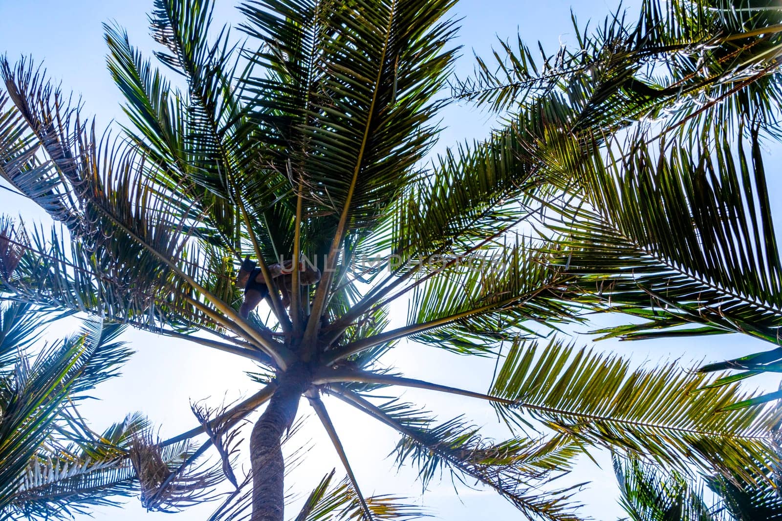 Man climbs a palm tree to harvest coconuts Sri Lanka. by Arkadij