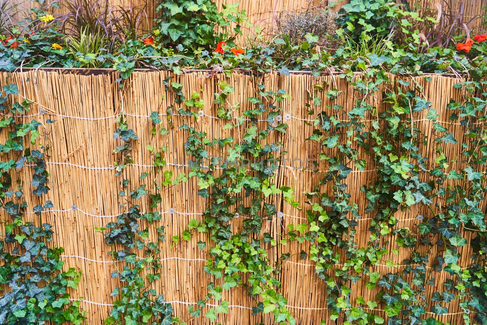 A close up of a hardwood fence with ivy, an annual plant, growing on it. The ivy adds a lush green contrast to the wood stain, creating a beautiful landscape