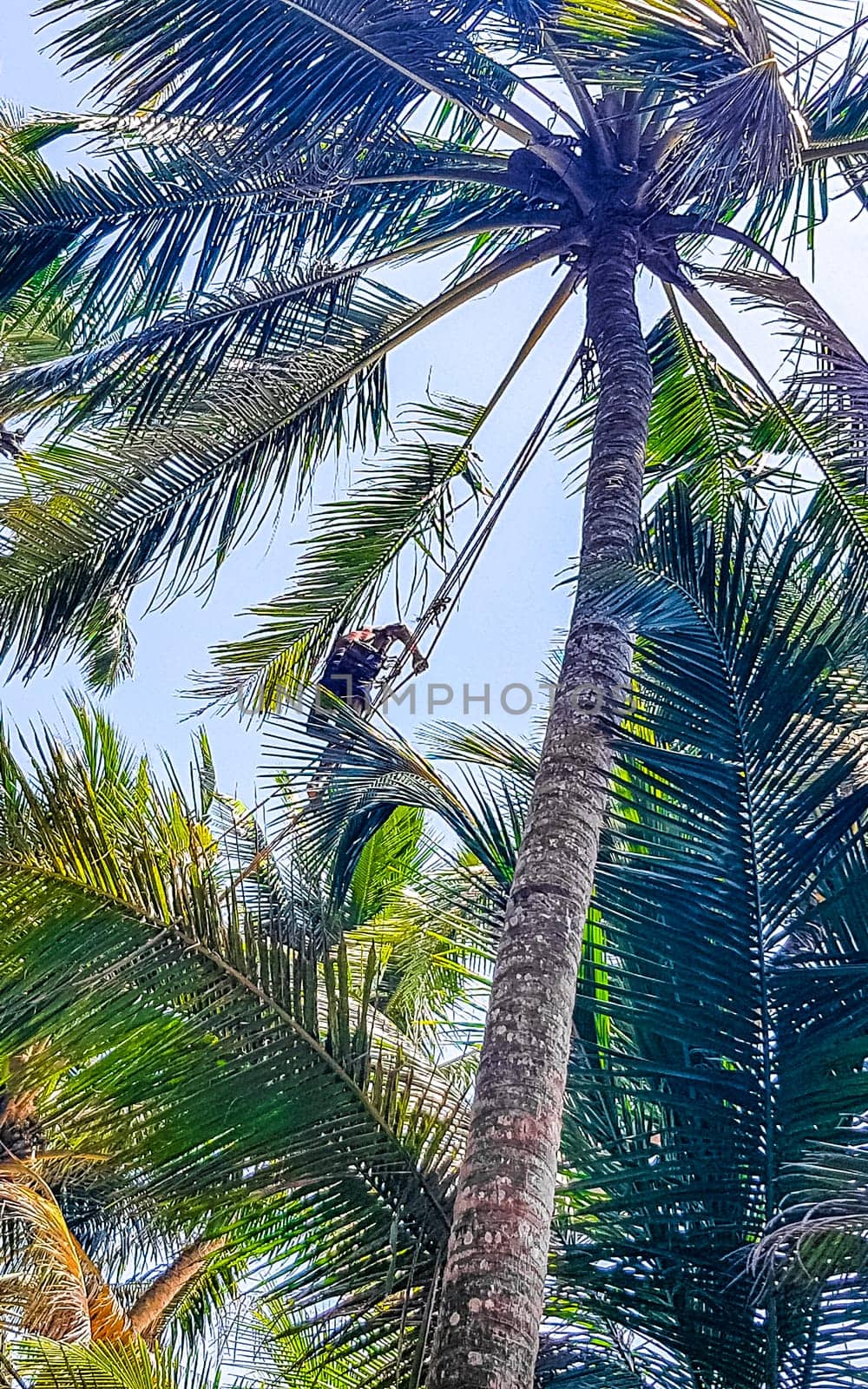 Man climbs a palm tree to harvest coconuts Sri Lanka. by Arkadij