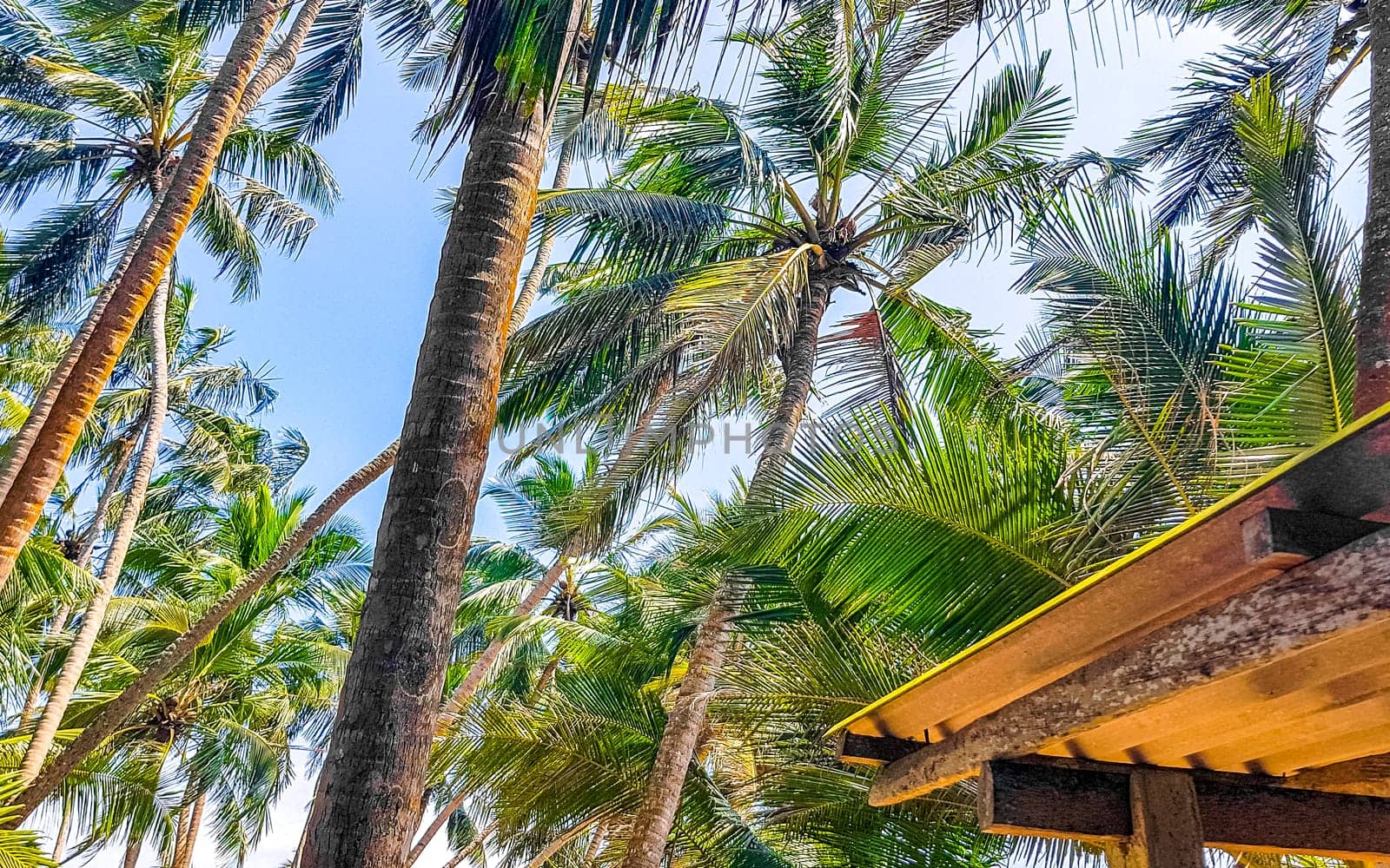 Palm trees and tropical nature Bentota Beach Sri Lanka. by Arkadij