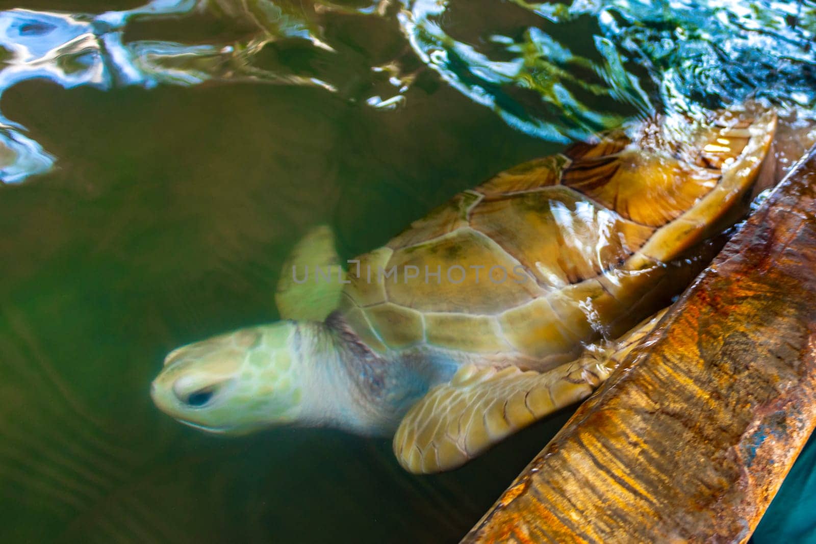 White albino sea turtle hawksbill turtle loggerhead sea turtle swims. by Arkadij