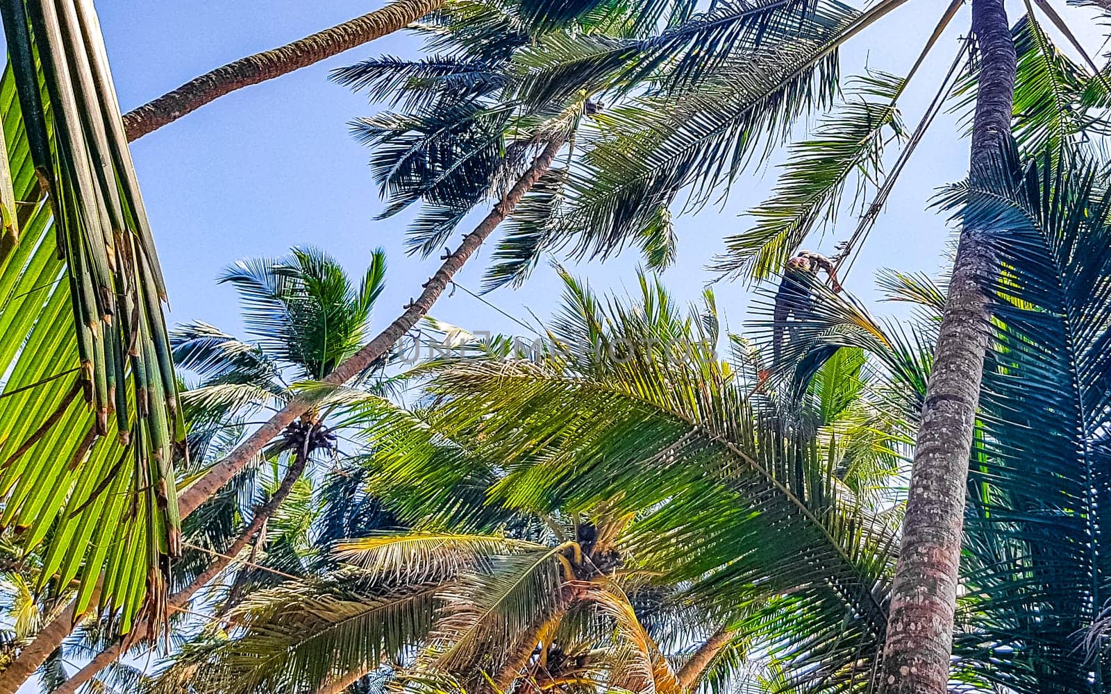 Man climbs a palm tree to harvest coconuts Sri Lanka. by Arkadij