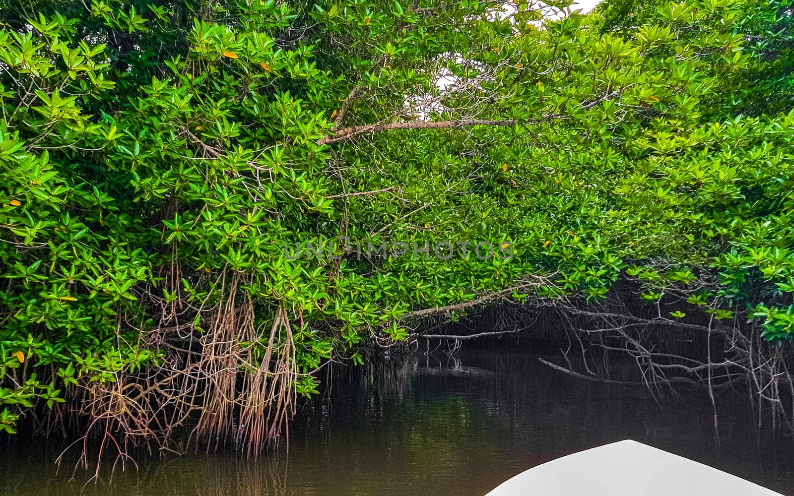 Boat safari trip through mangrove jungle forest in Bentota Ganga River Lake in Bentota Beach Galle District Southern Province Sri Lanka.