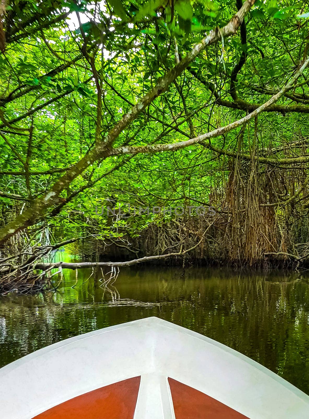 Boat safari through mangrove jungle Bentota Ganga River Bentota Beach Sri Lanka. by Arkadij