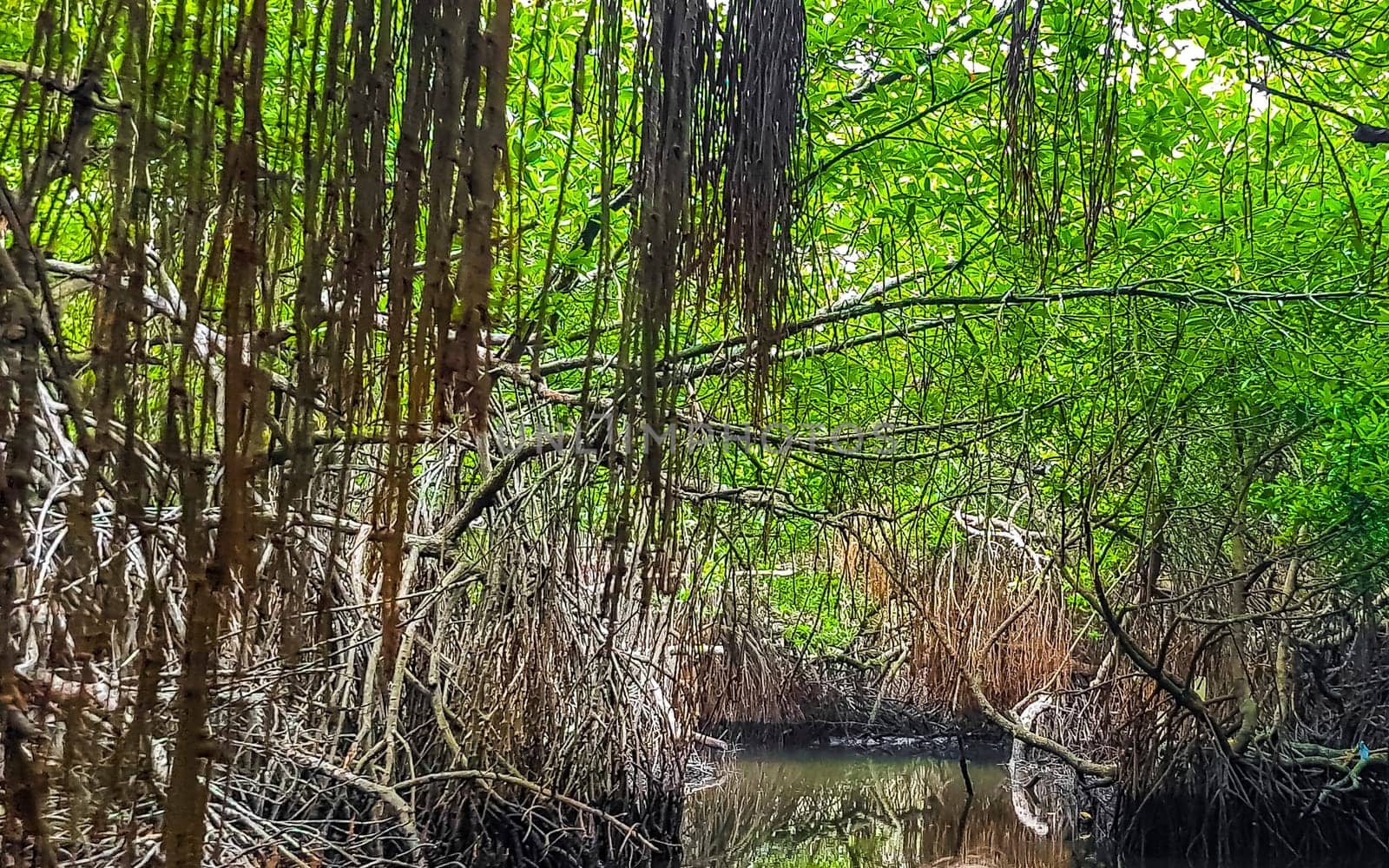 Boat safari through mangrove jungle Bentota Ganga River Bentota Beach Sri Lanka. by Arkadij