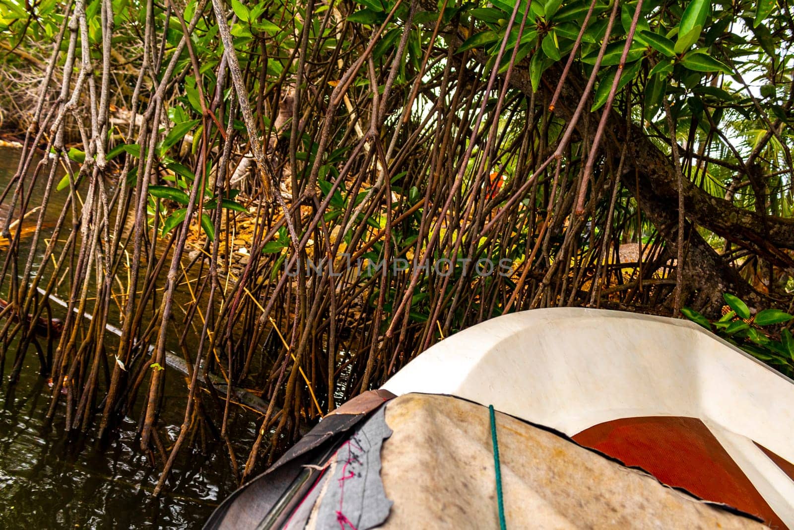 Boat safari trip through mangrove jungle forest in Bentota Ganga River Lake in Bentota Beach Galle District Southern Province Sri Lanka.