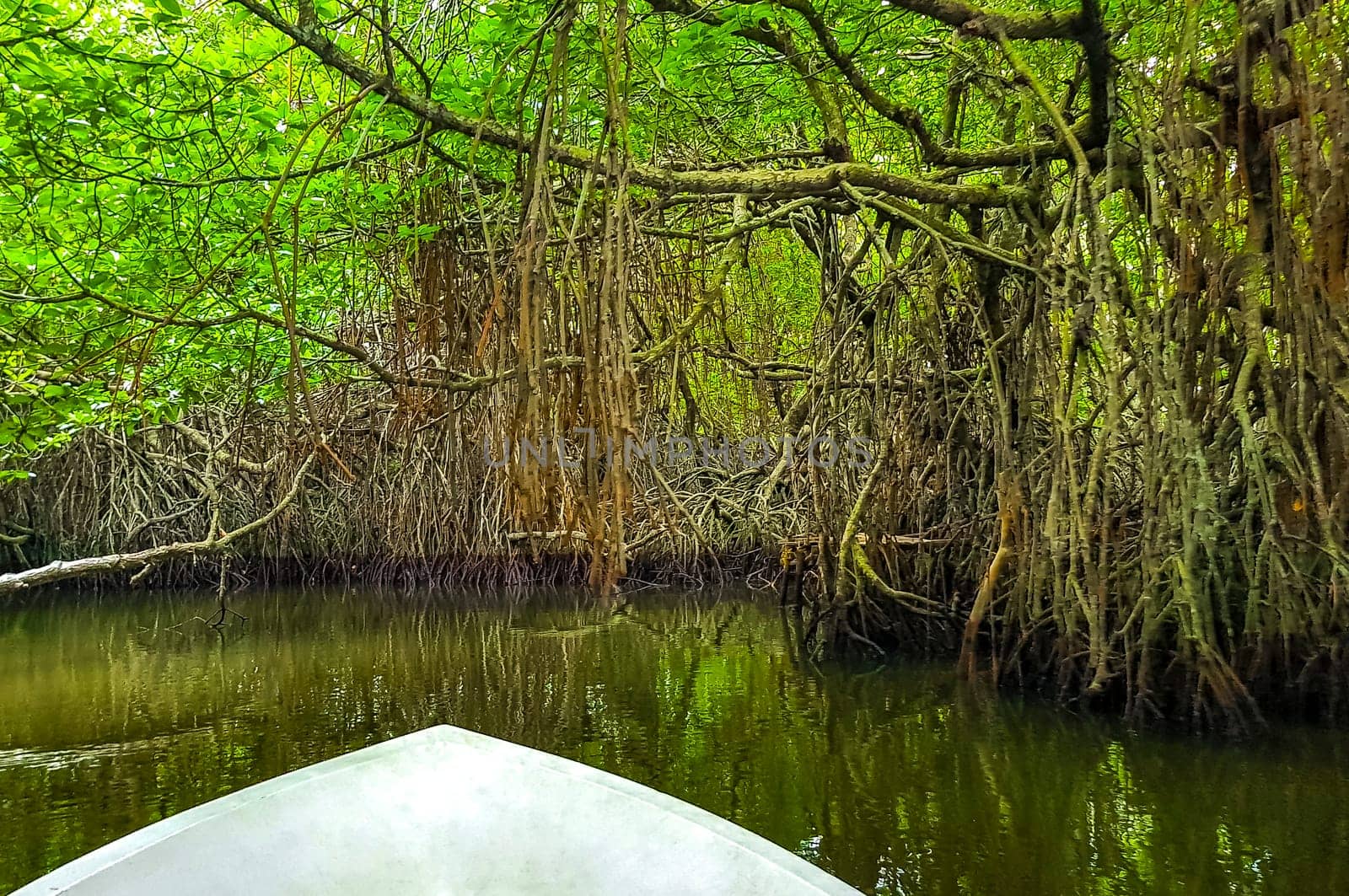 Boat safari through mangrove jungle Bentota Ganga River Bentota Beach Sri Lanka. by Arkadij