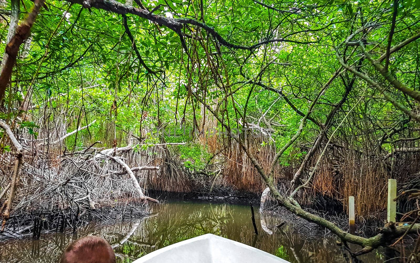 Boat safari through mangrove jungle Bentota Ganga River Bentota Beach Sri Lanka. by Arkadij