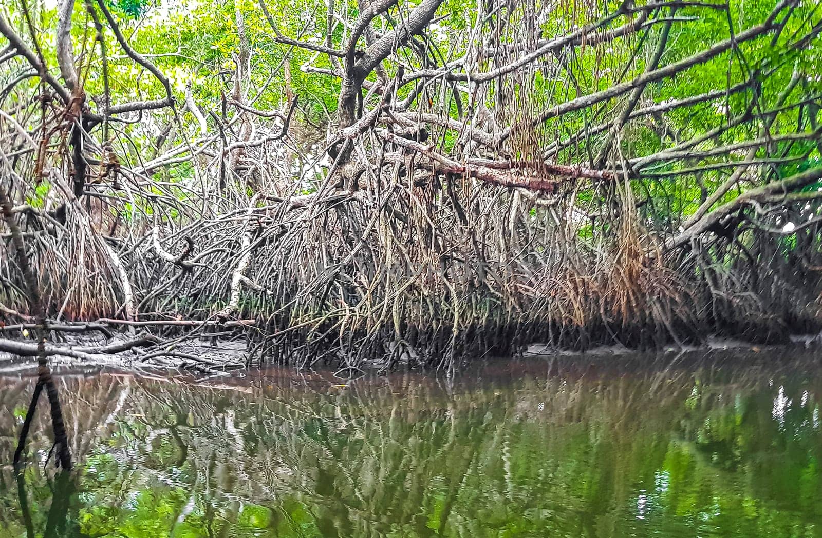 Boat safari through tropical natural mangrove jungle forest in Bentota Ganga River Lake in Bentota Beach Galle District Southern Province Sri Lanka.