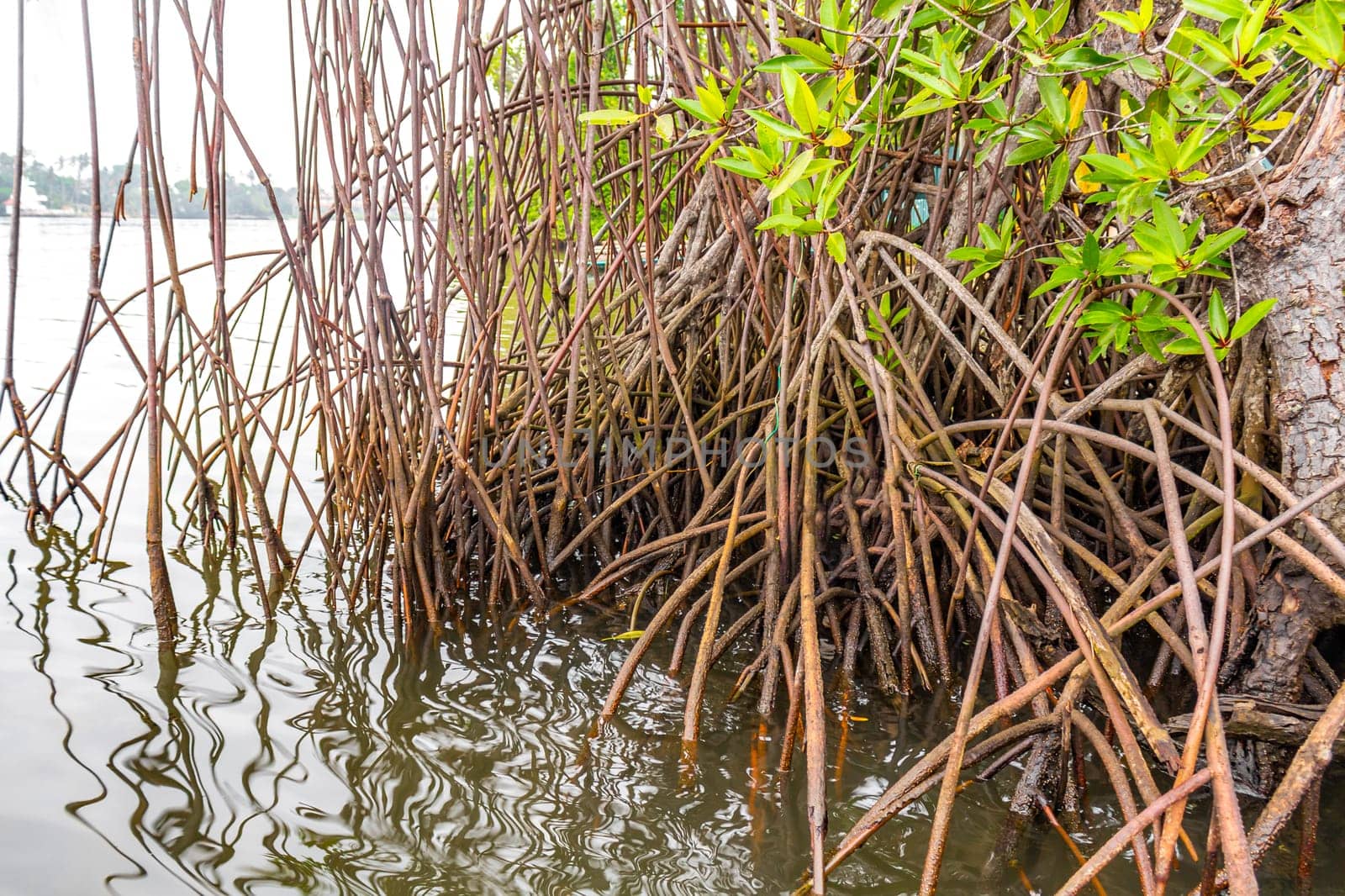 Boat safari through tropical natural mangrove jungle forest in Bentota Ganga River Lake in Bentota Beach Galle District Southern Province Sri Lanka.