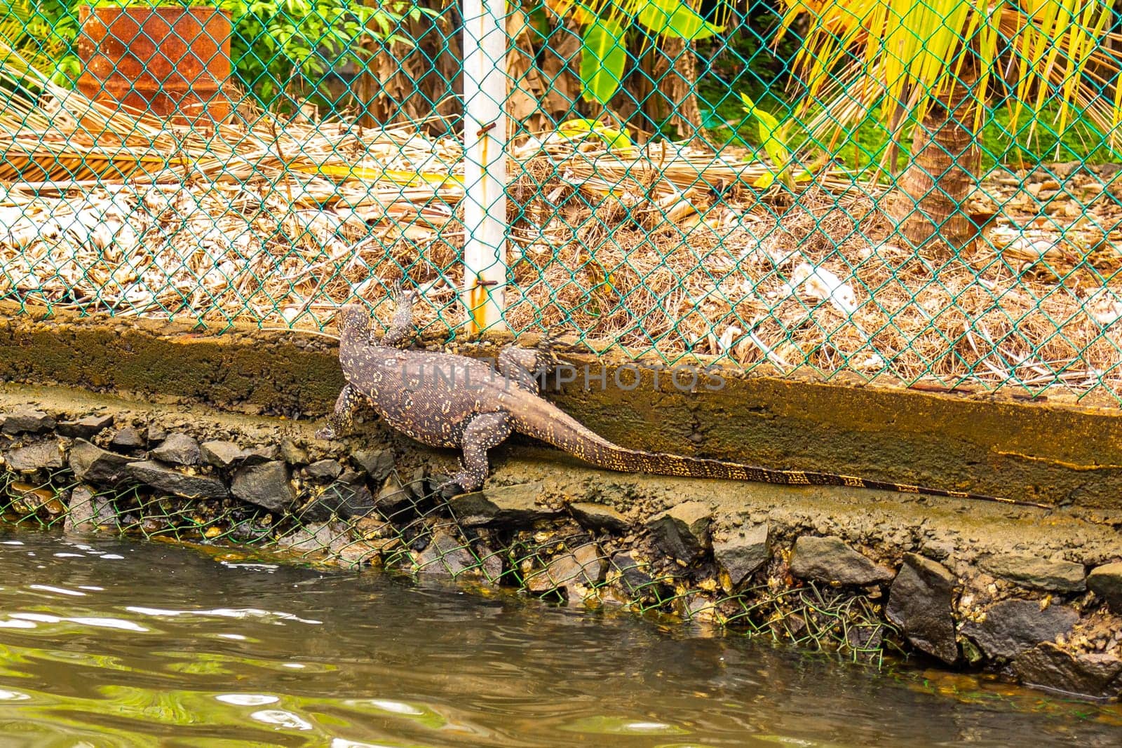 Large monitor lizard in tropical jungle nature in Bentota Beach Galle District Southern Province Sri Lanka.