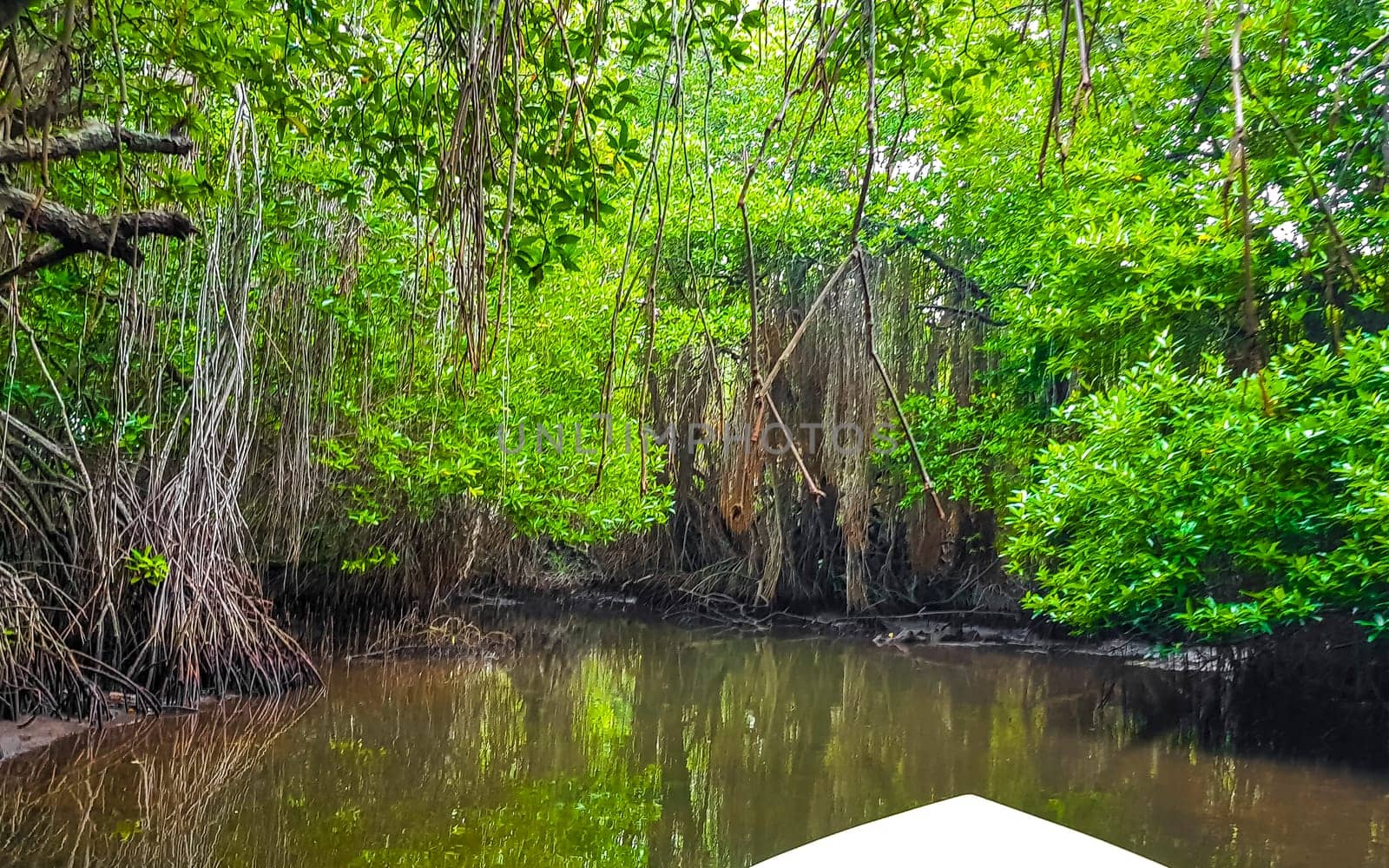 Boat safari through mangrove jungle Bentota Ganga River Bentota Beach Sri Lanka. by Arkadij