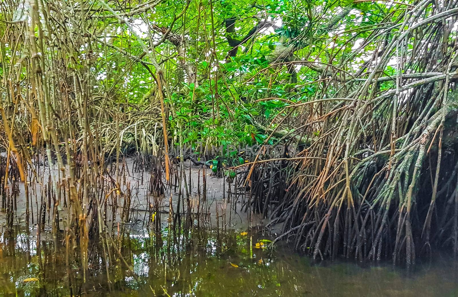 Boat safari through tropical natural mangrove jungle forest in Bentota Ganga River Lake in Bentota Beach Galle District Southern Province Sri Lanka.