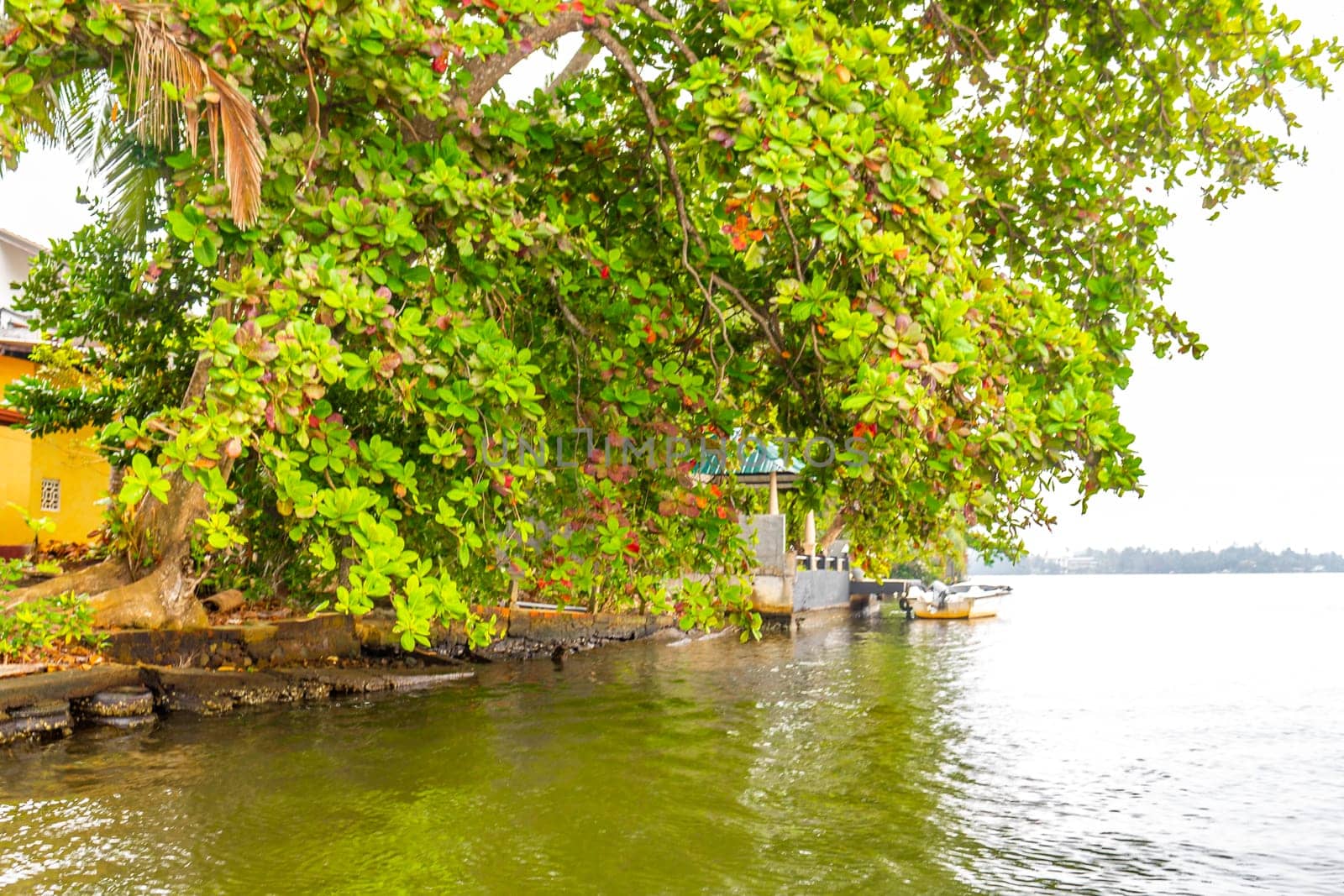 Boat safari through tropical natural mangrove jungle forest in Bentota Ganga River Lake in Bentota Beach Galle District Southern Province Sri Lanka.