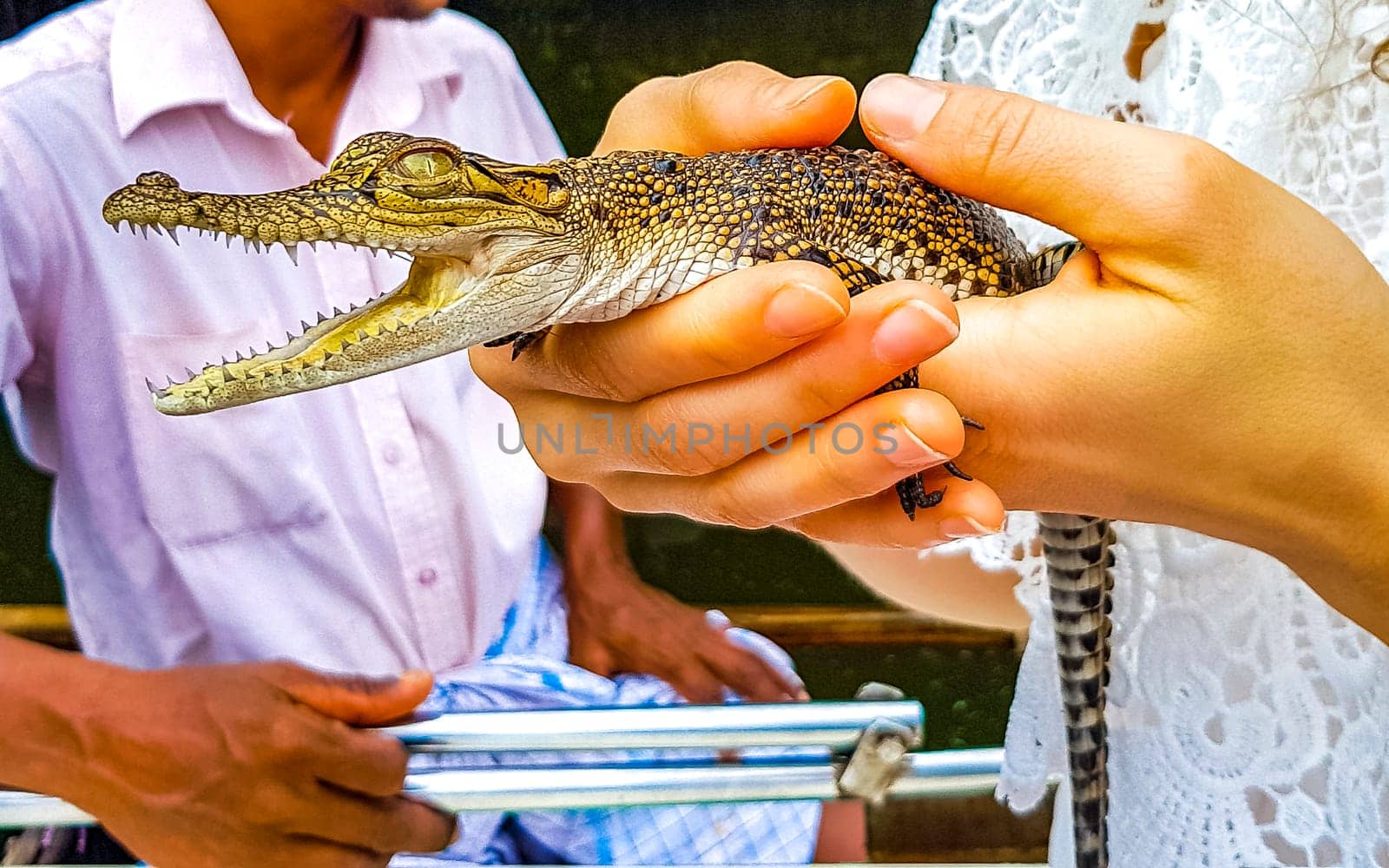 Baby crocodile holding in hand at Boat Safari in Bentota Ganga river mangrove jungle in Bentota Ganga river Bentota Beach Galle District Southern Province Sri Lanka.