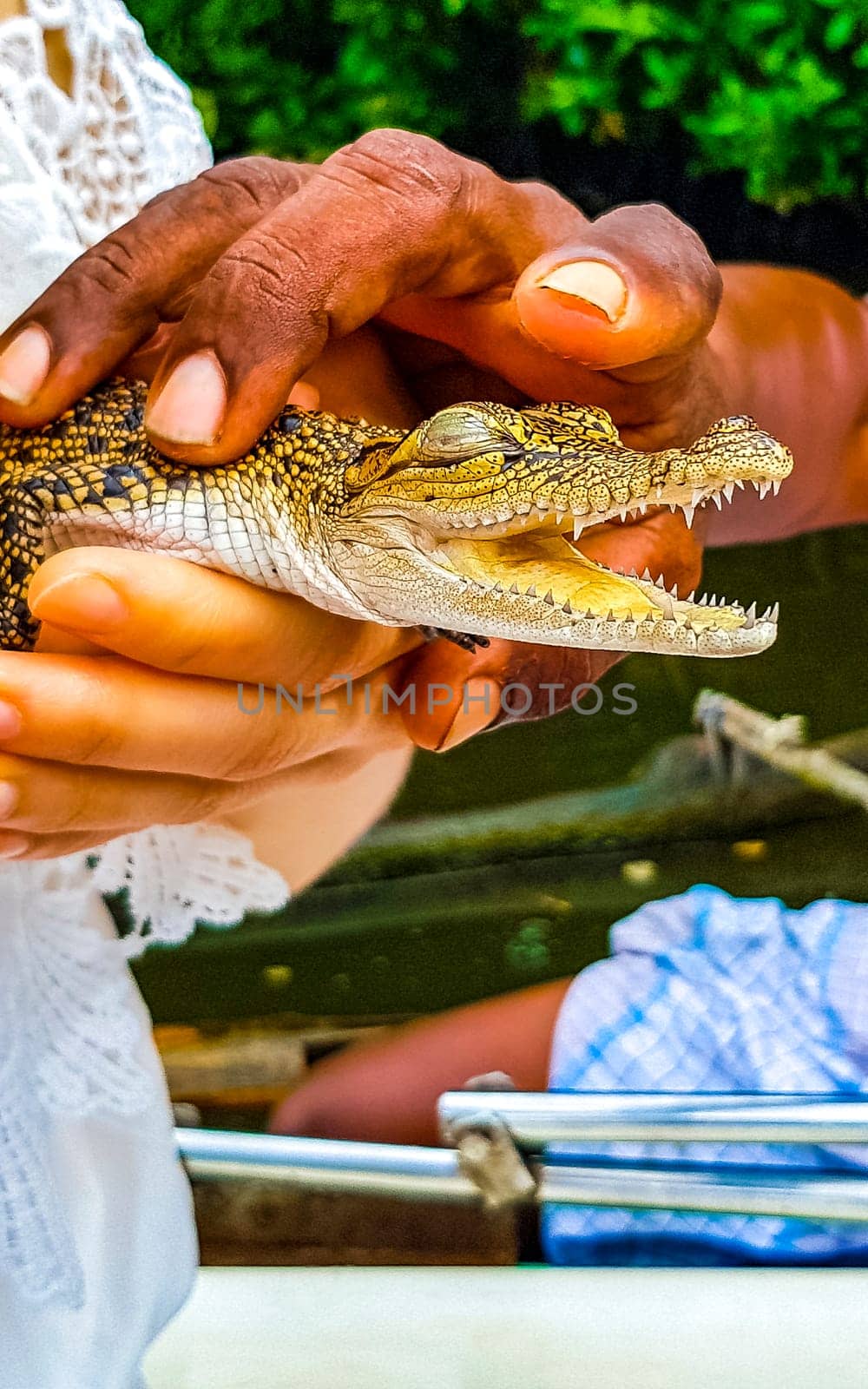 Baby crocodile from the mangroves in hand in Sri Lanka. by Arkadij