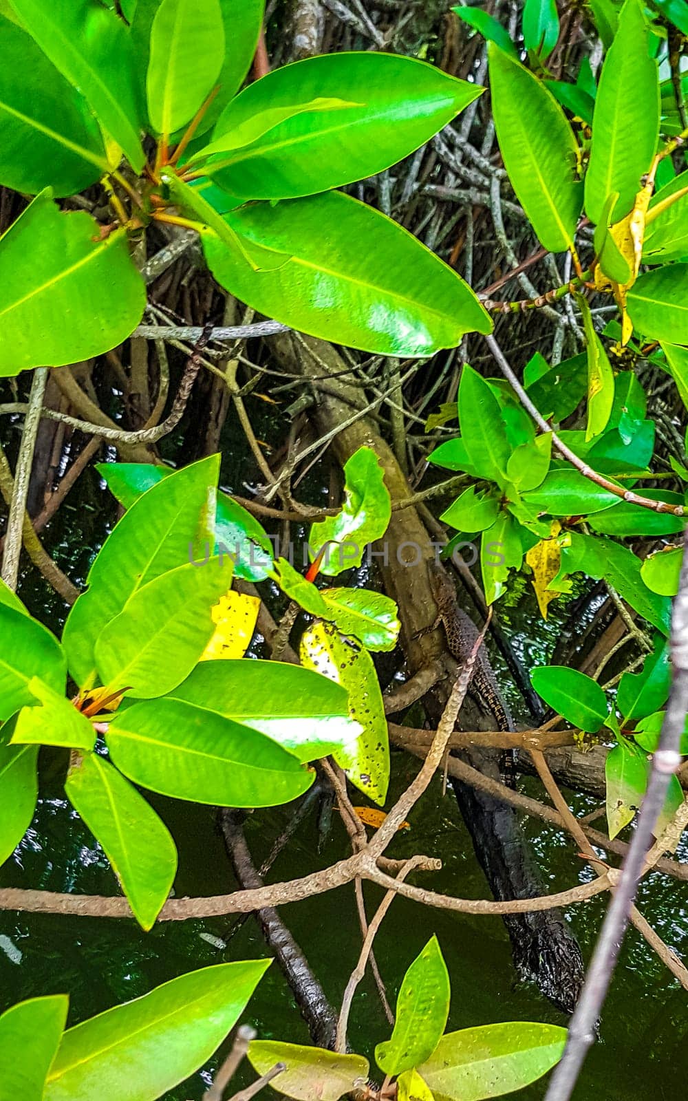 Small baby crocodile alligator in tropical mangrove river Bentota Sri Lanka. by Arkadij