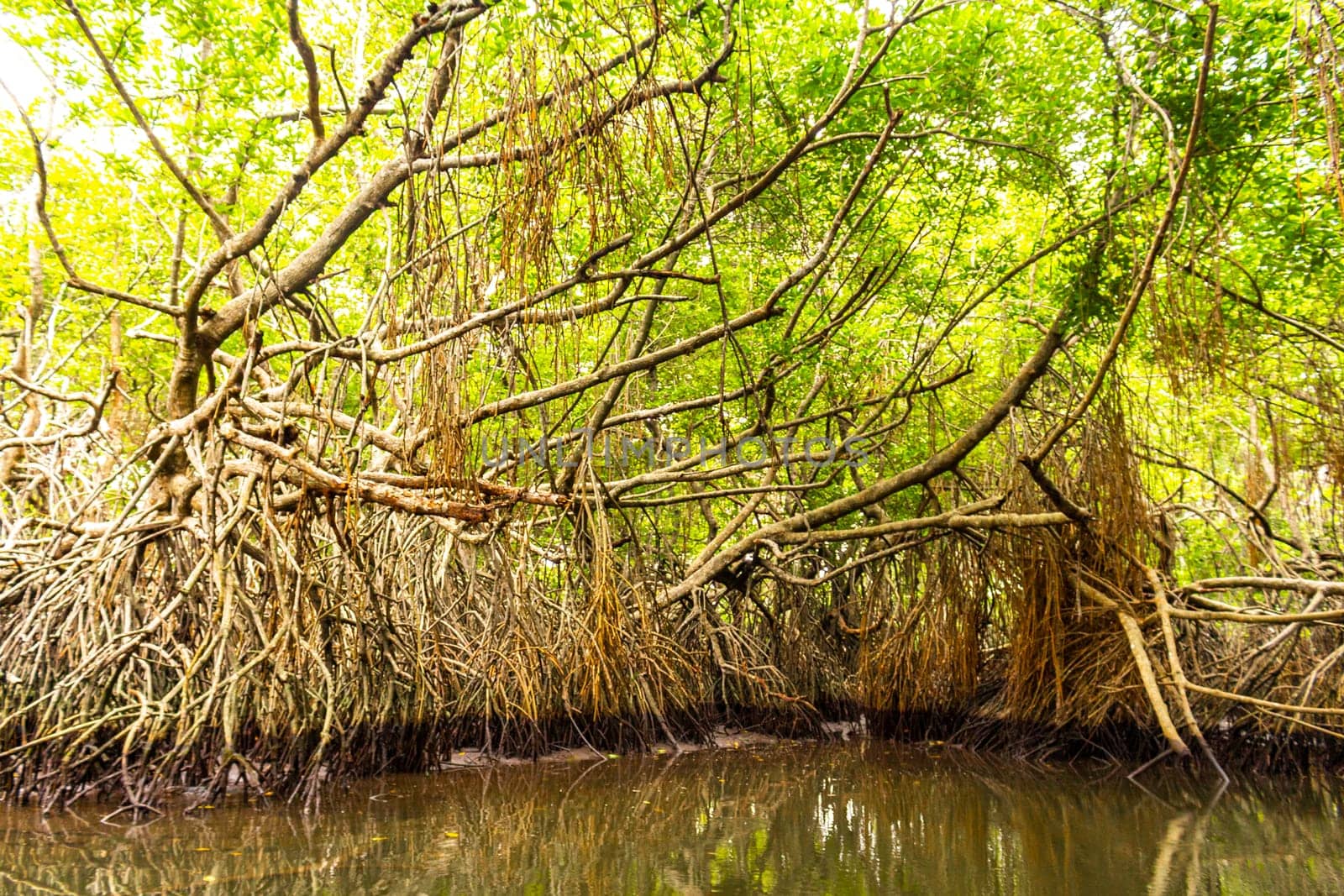 Boat safari through mangrove jungle Bentota Ganga River Bentota Beach Sri Lanka. by Arkadij