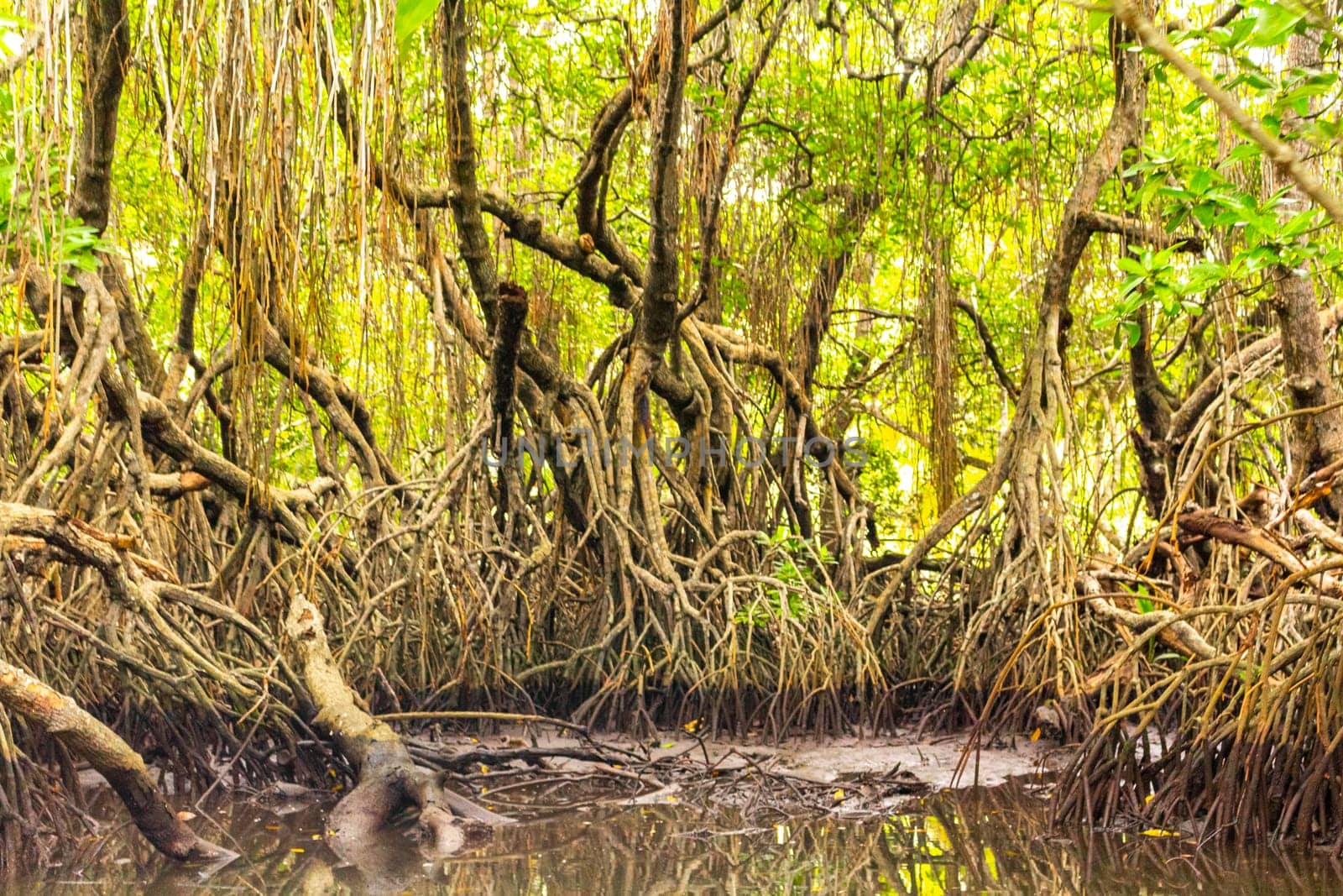 Boat safari through mangrove jungle Bentota Ganga River Bentota Beach Sri Lanka. by Arkadij