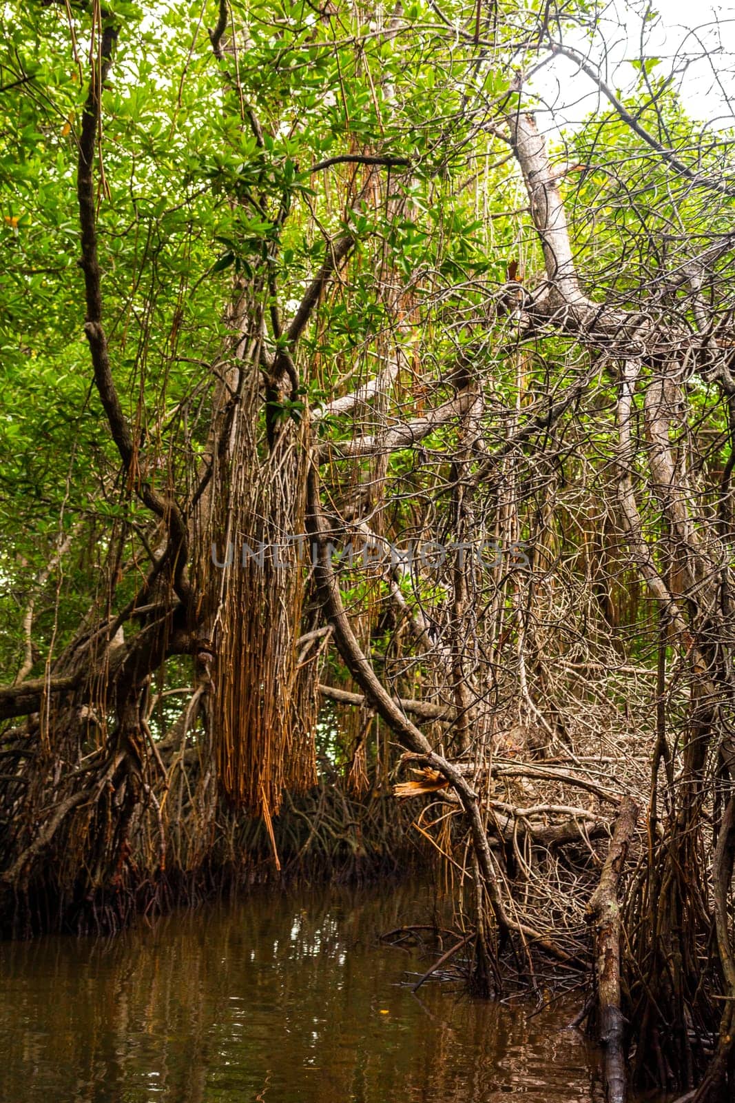 Boat safari through mangrove jungle Bentota Ganga River Bentota Beach Sri Lanka. by Arkadij