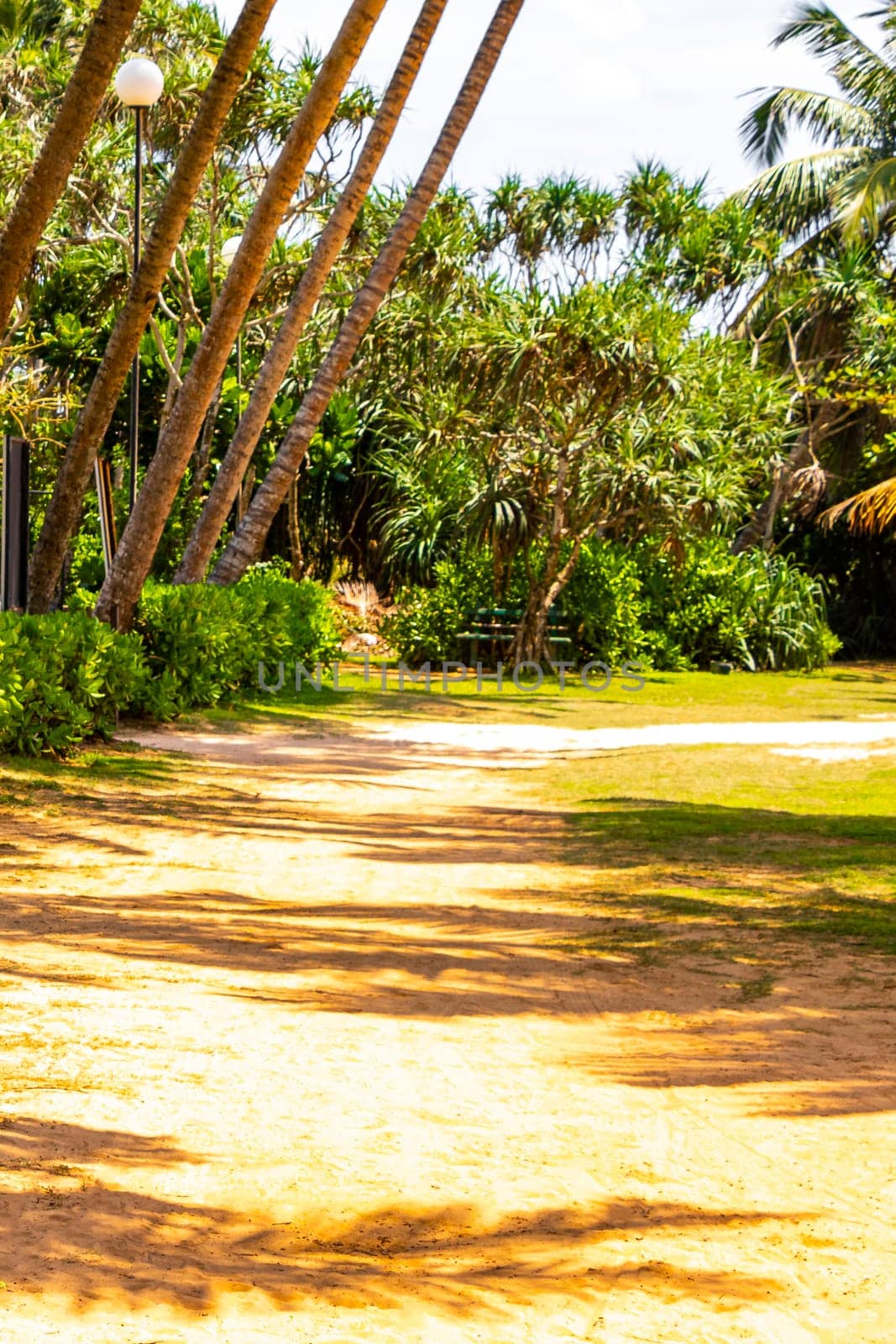 Beautiful sunny landscape panorama with tropical jungle nature and clear water in Bentota Beach Galle District Southern Province Sri Lanka island.