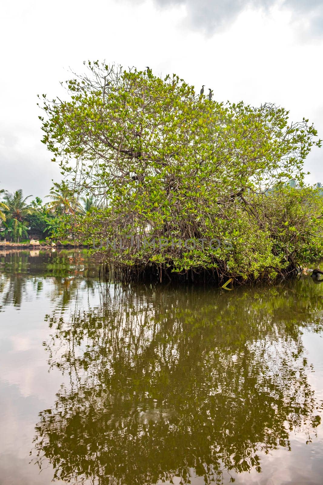 Boat safari through mangrove jungle Bentota Ganga River Bentota Beach Sri Lanka. by Arkadij