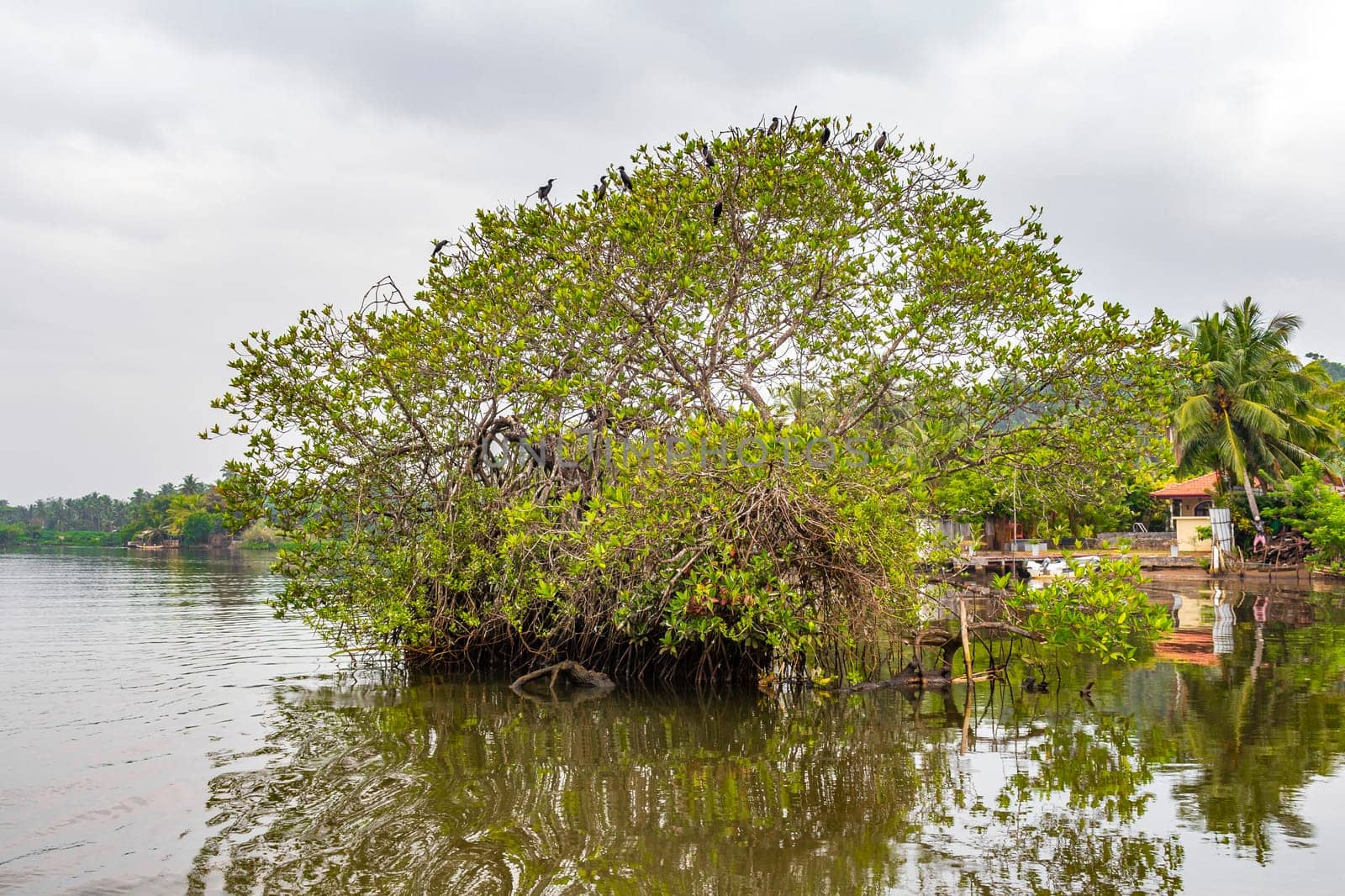 Boat safari through mangrove jungle Bentota Ganga River Bentota Beach Sri Lanka. by Arkadij