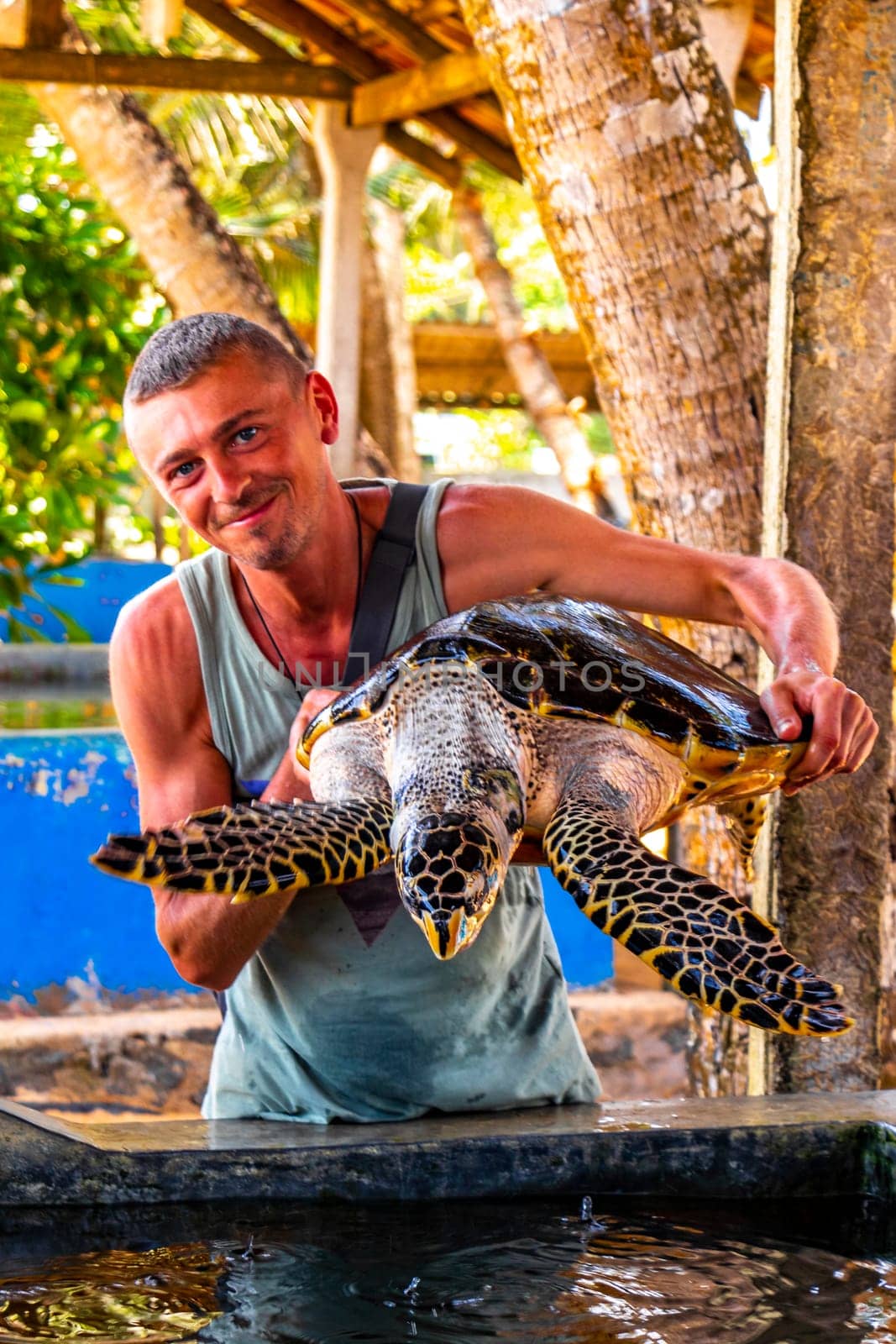 Man holds green sea turtle hawksbill turtle loggerhead sea turtle. by Arkadij