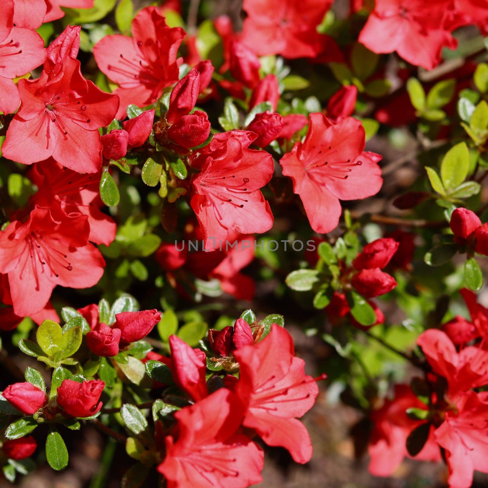 Blooming red azalea flowers in the spring garden. Gardening concept by Olayola