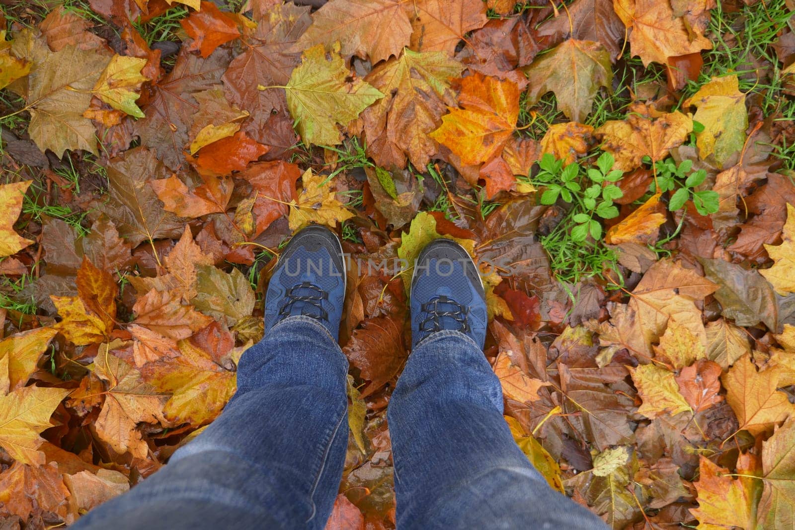 pov of men walking on autumn leaves in forest by towfiq007