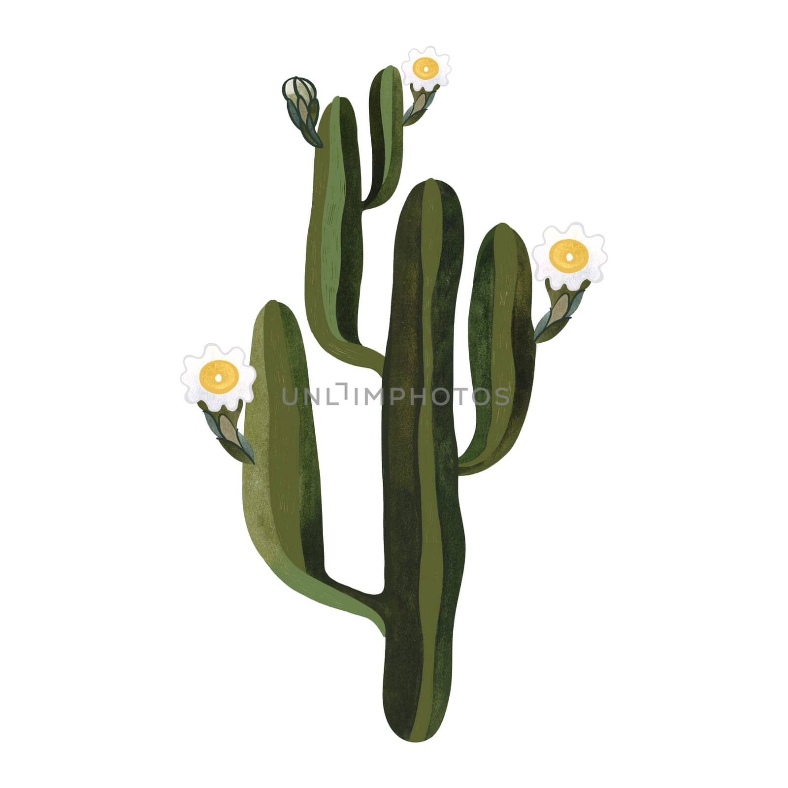 Saguaro. Blooming cactus with white and yellow flowers. Plants for the home. Floriculture. Desert flora. Isolated watercolor illustration on white background. Clipart