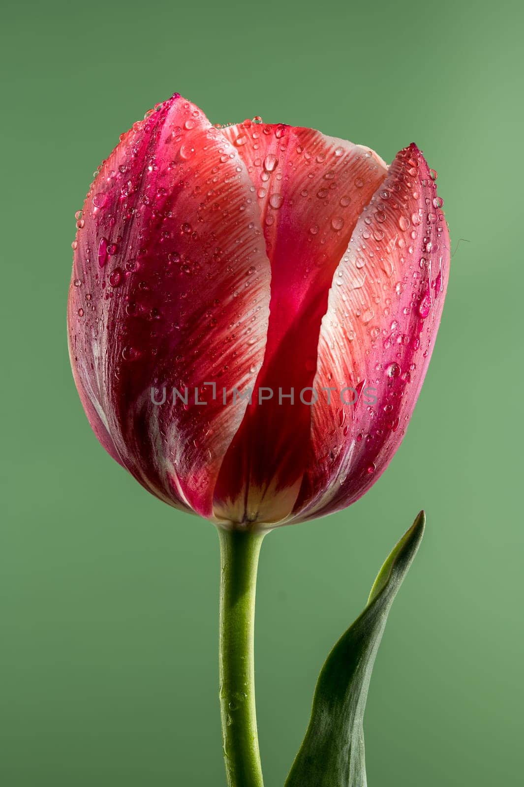 Blooming red tulip on a green background by Multipedia